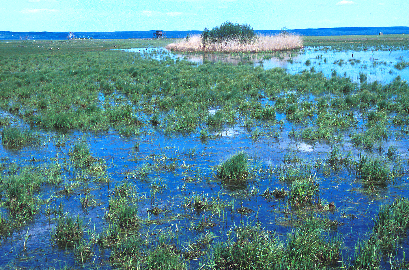 Wet meadows