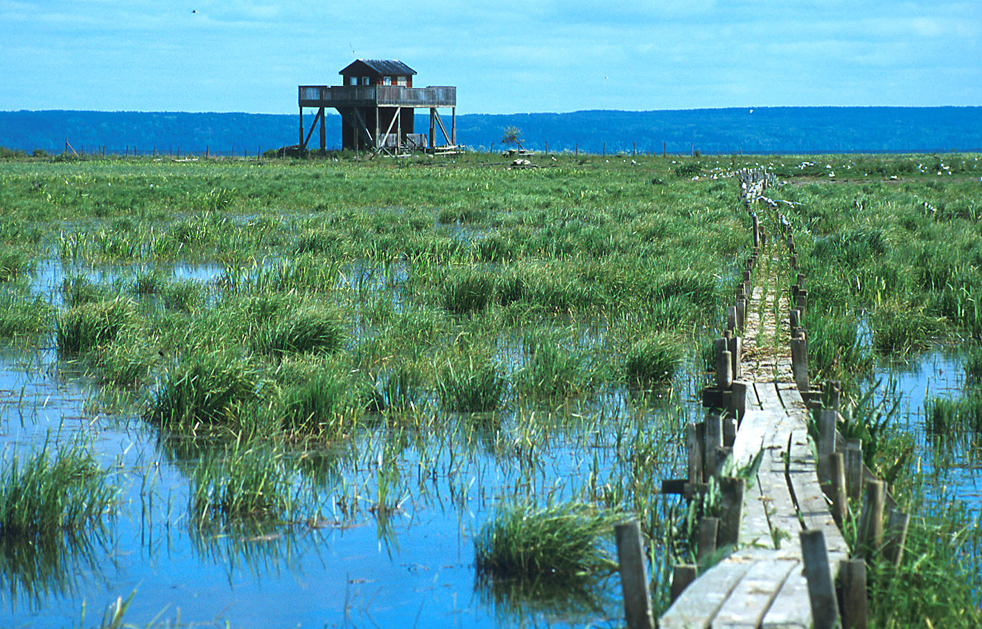 Wet meadows