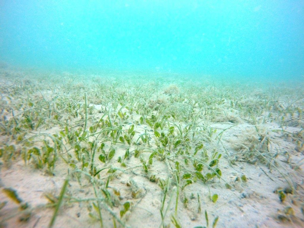 Seagrass bed