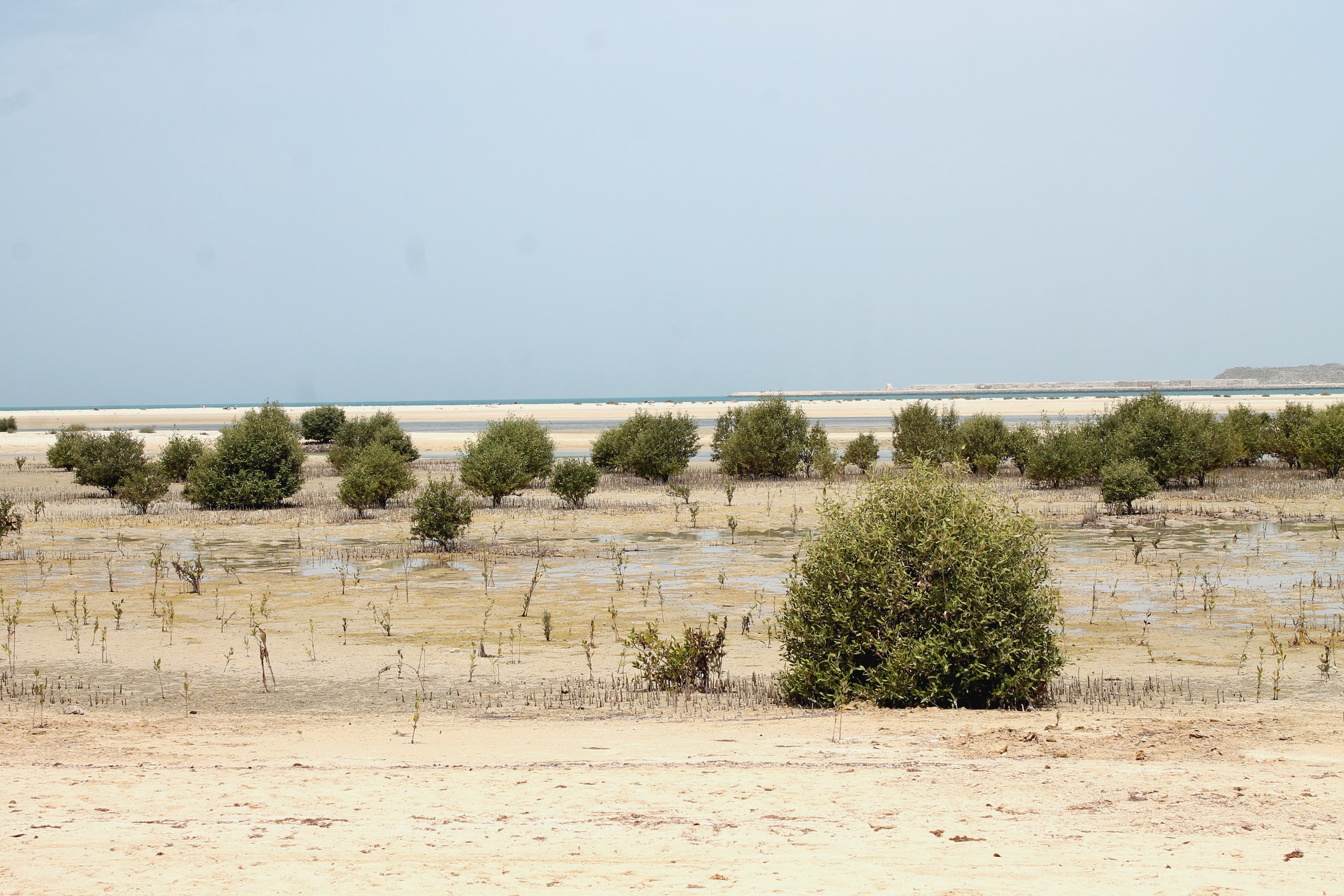 Mangroves