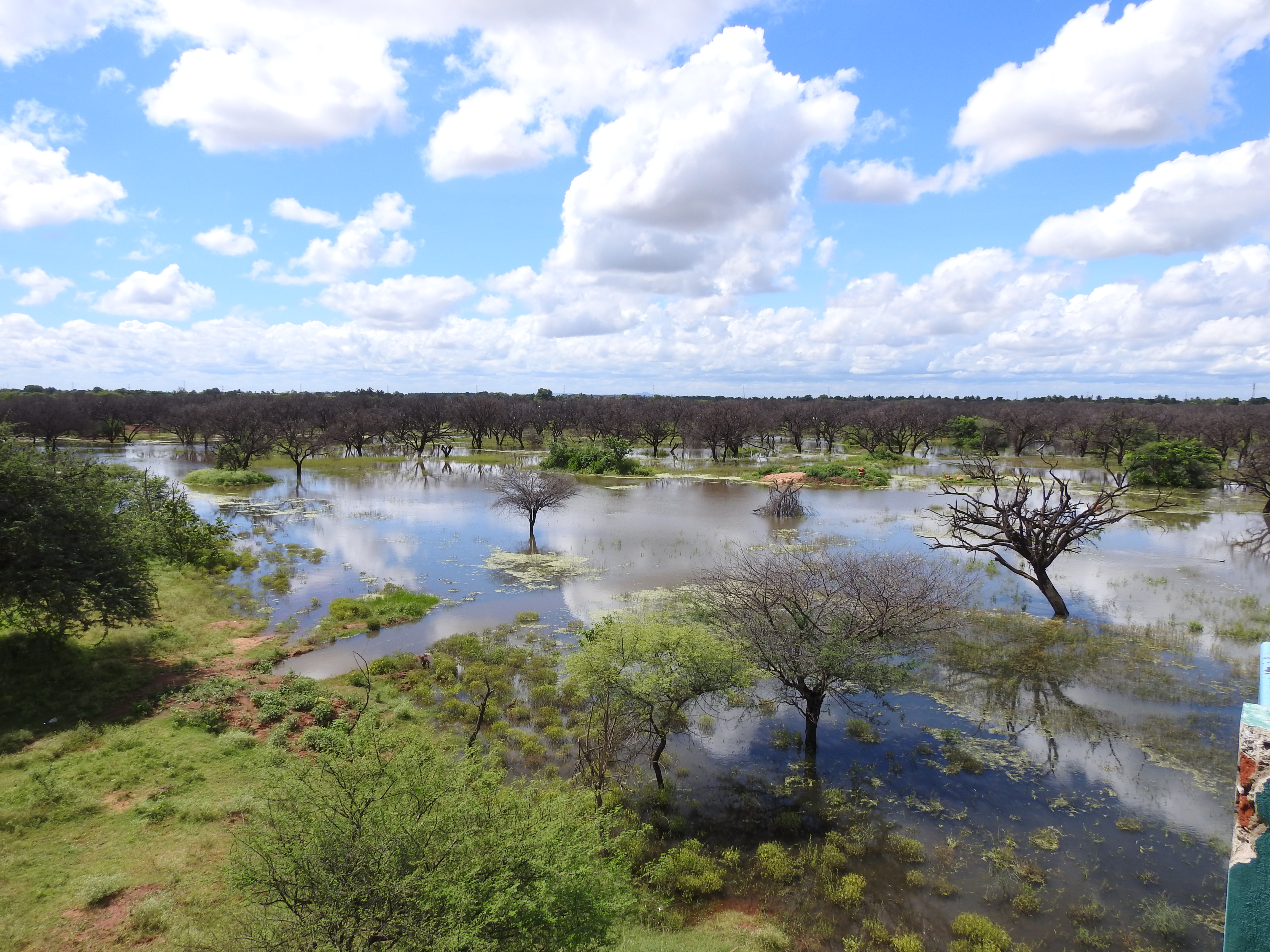 A view of Ankasamudra Bird Conservation Reserve