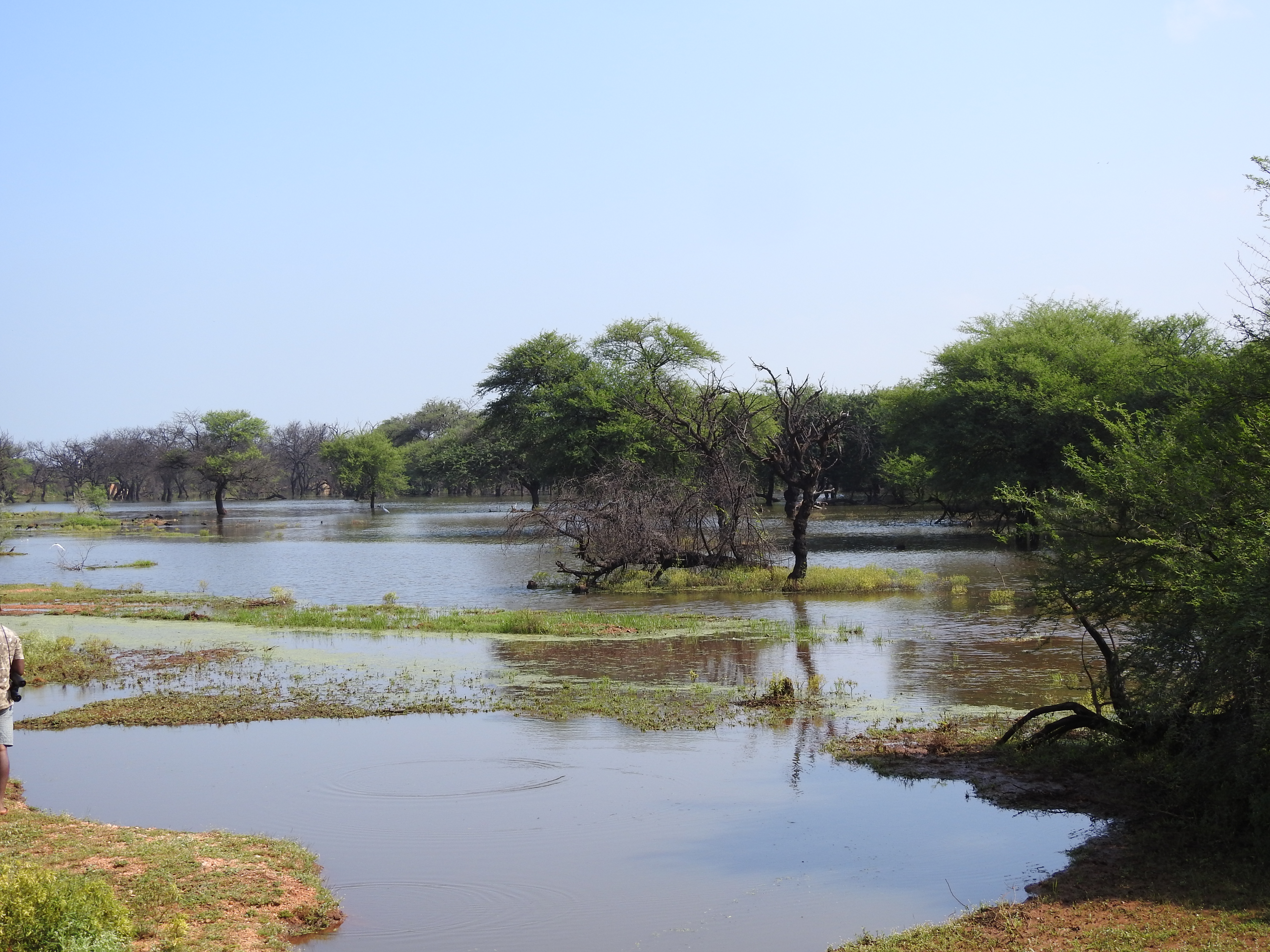 A view of Ankasamudra Bird Conservation Reserve 2