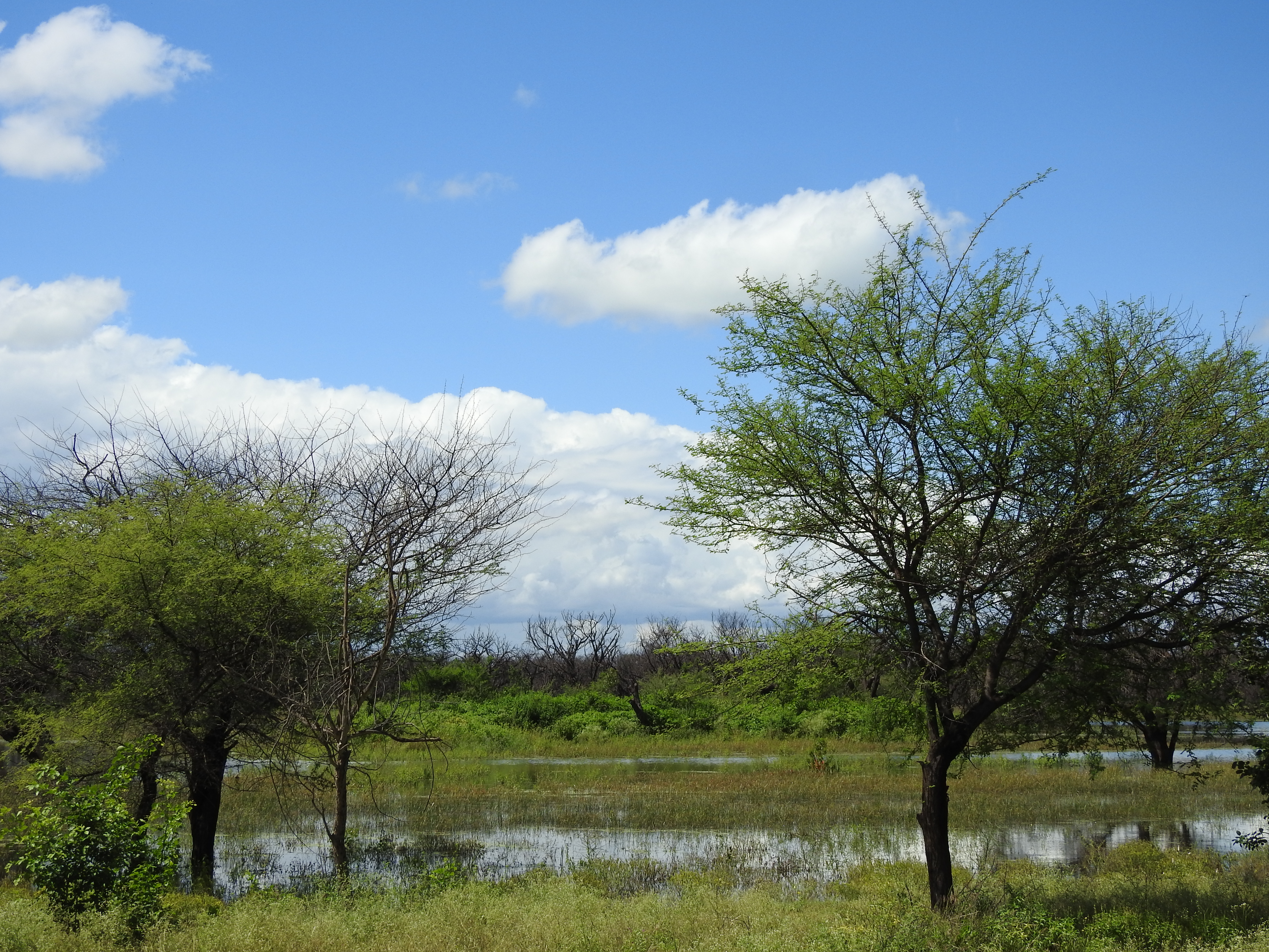 A view of Ankasamudra Bird Conservation Reserve 3