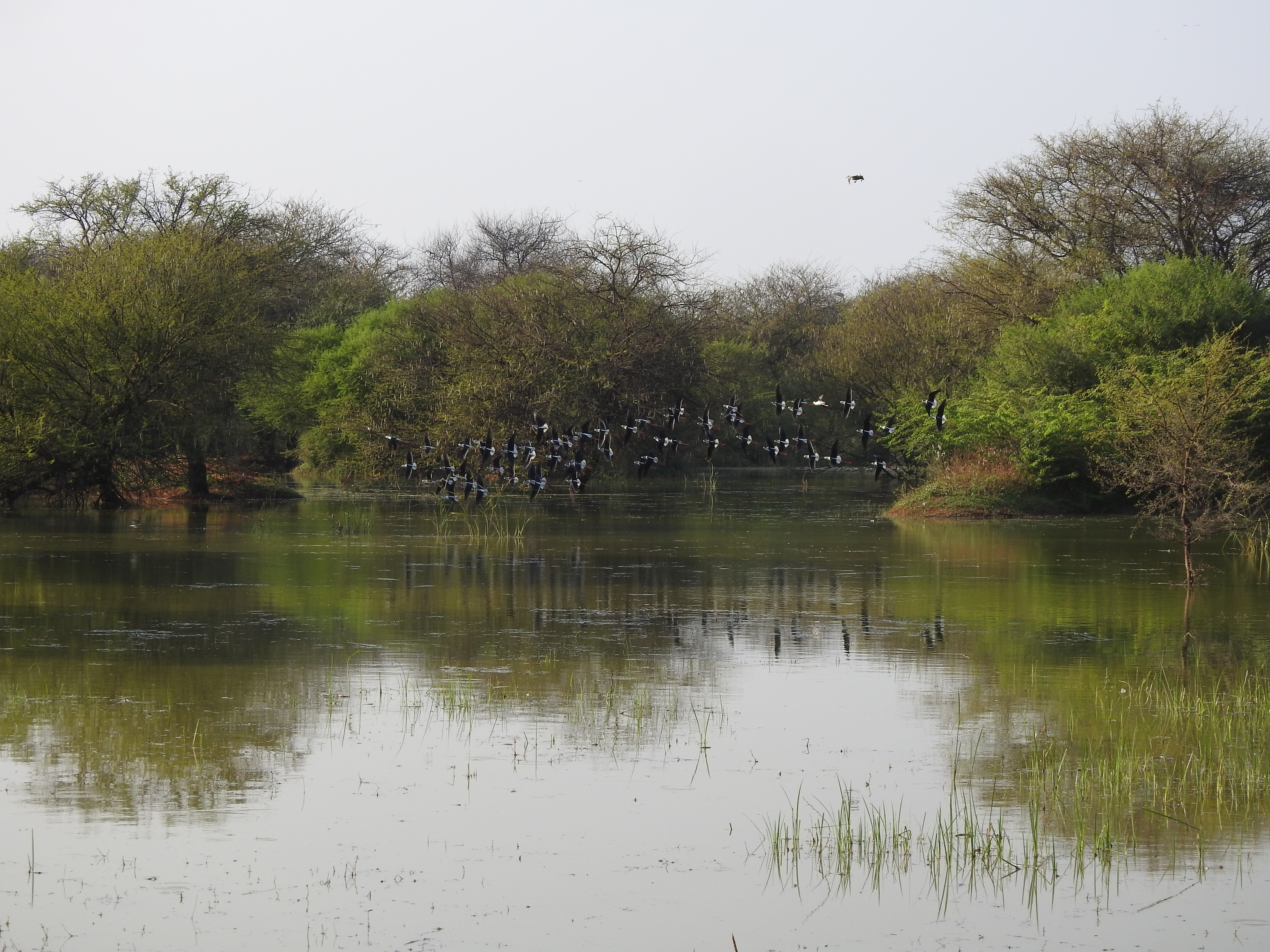 Another view of Ankasamudra Bird Conservation Reserve