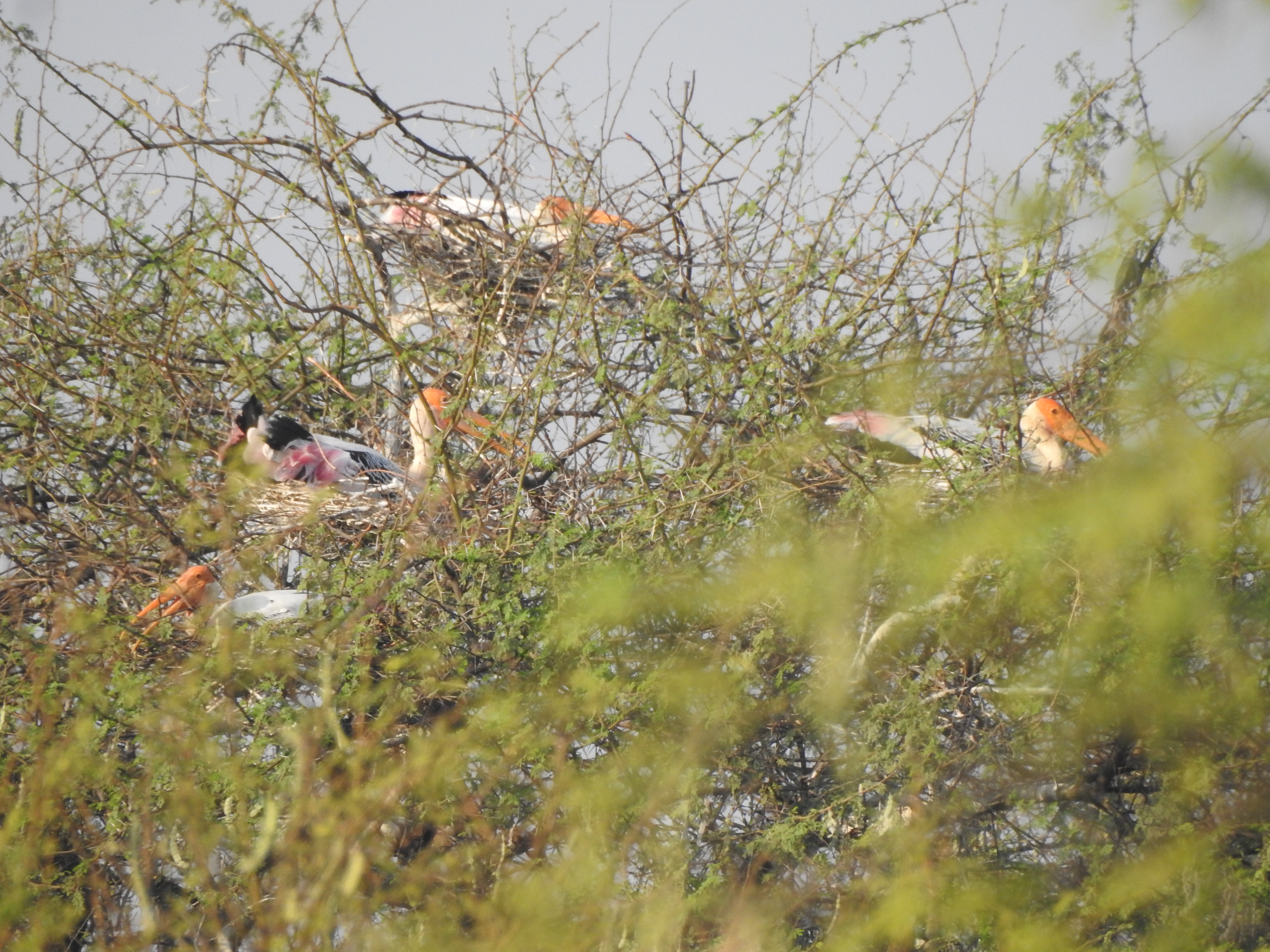 Painted Storks nesting at Ankasamudra