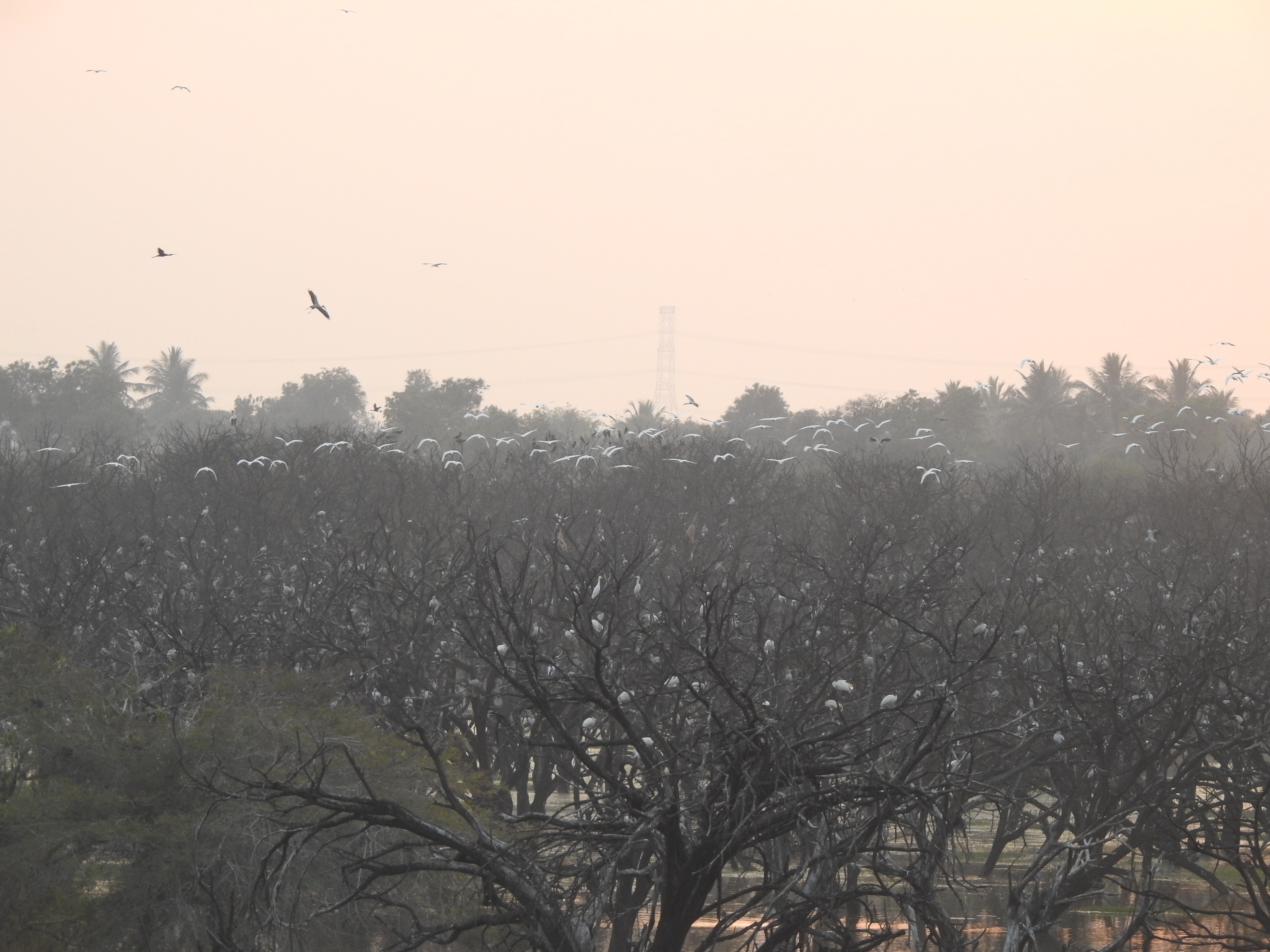 Waterbirds roosting at Ankasamudra 1