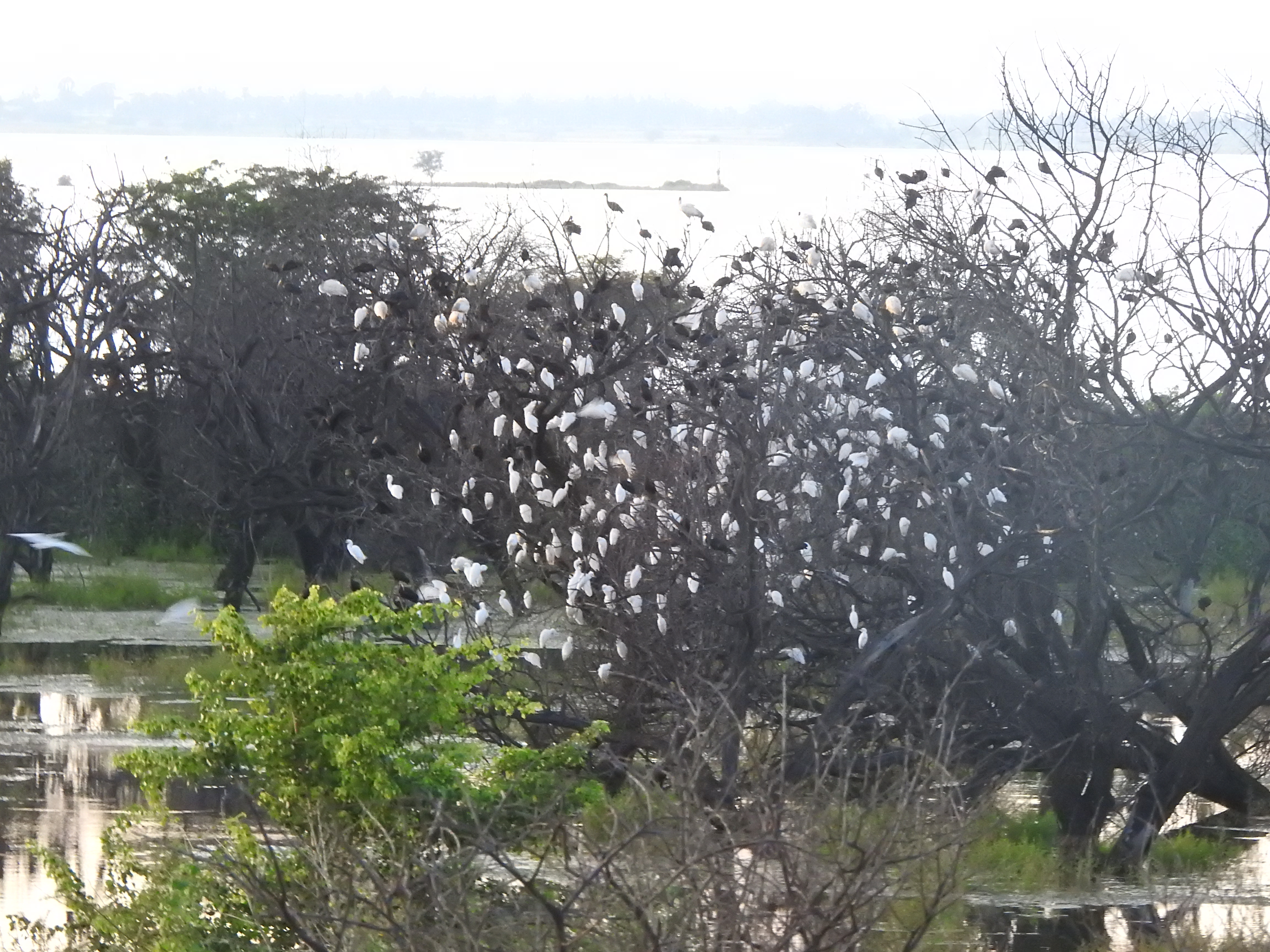 Waterbirds roosting at Ankasamudra 2