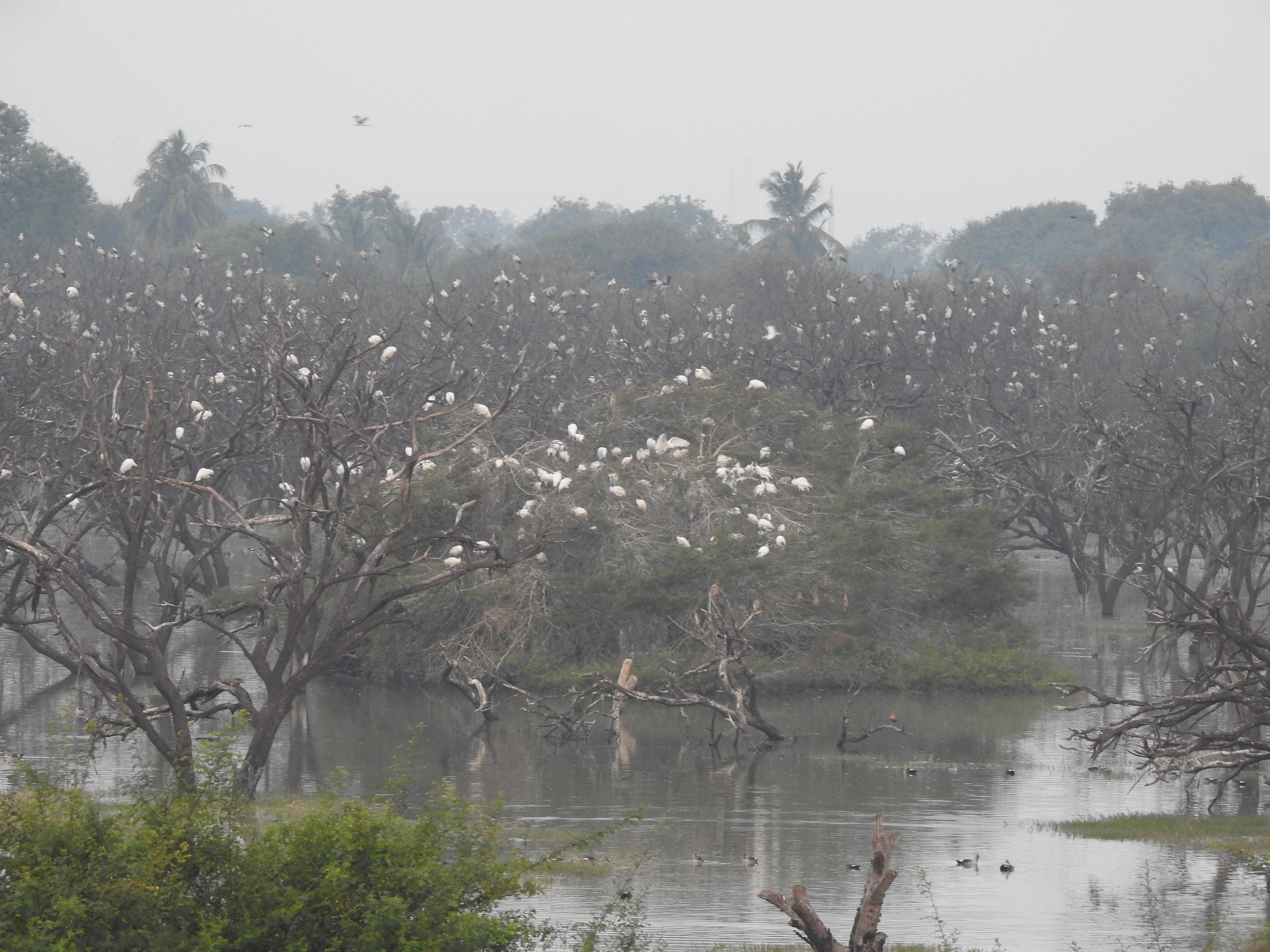 Waterbirds roosting at Ankasamudra 3