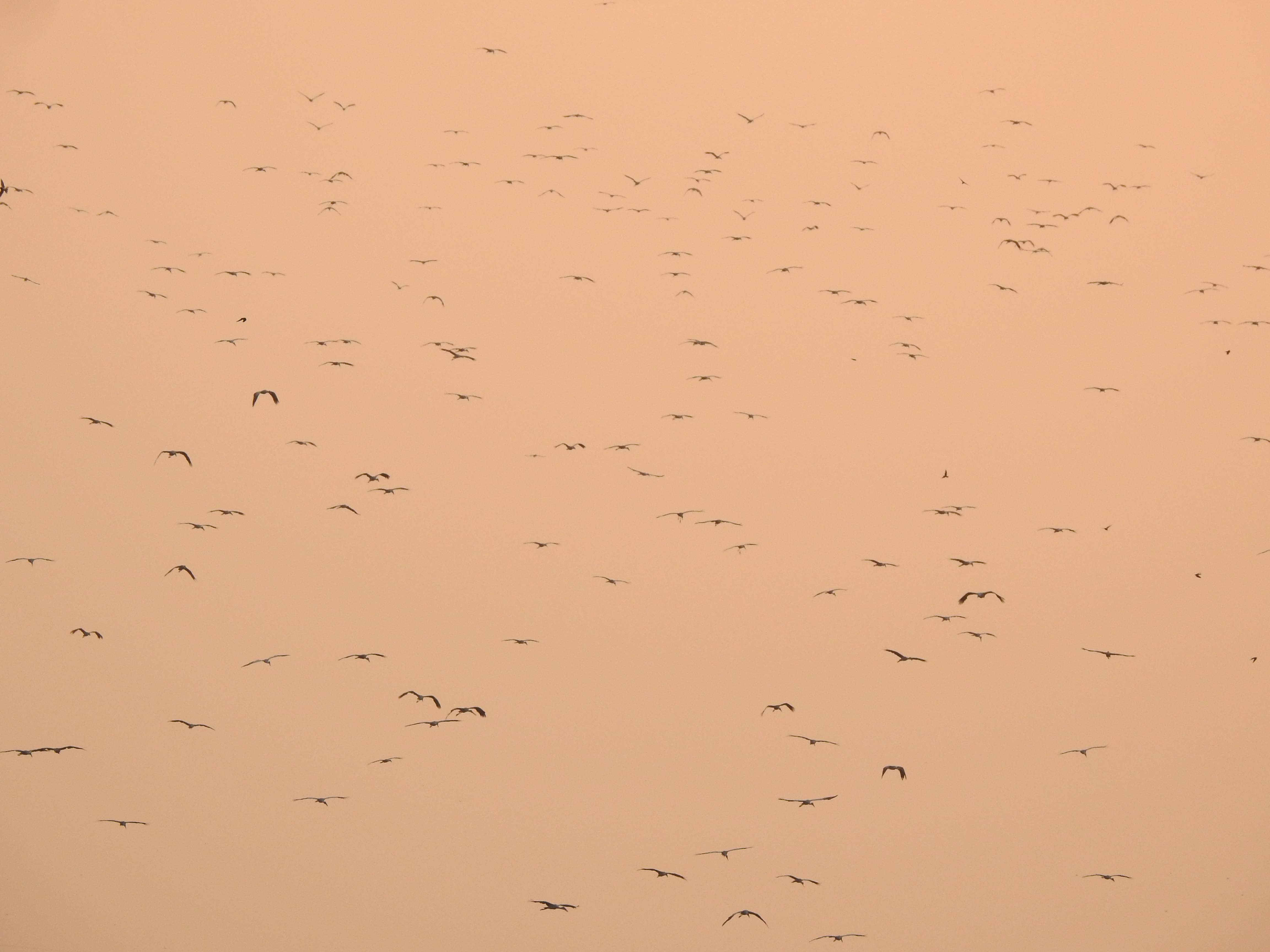 Asian Openbills arriving to roost at Ankasamudra