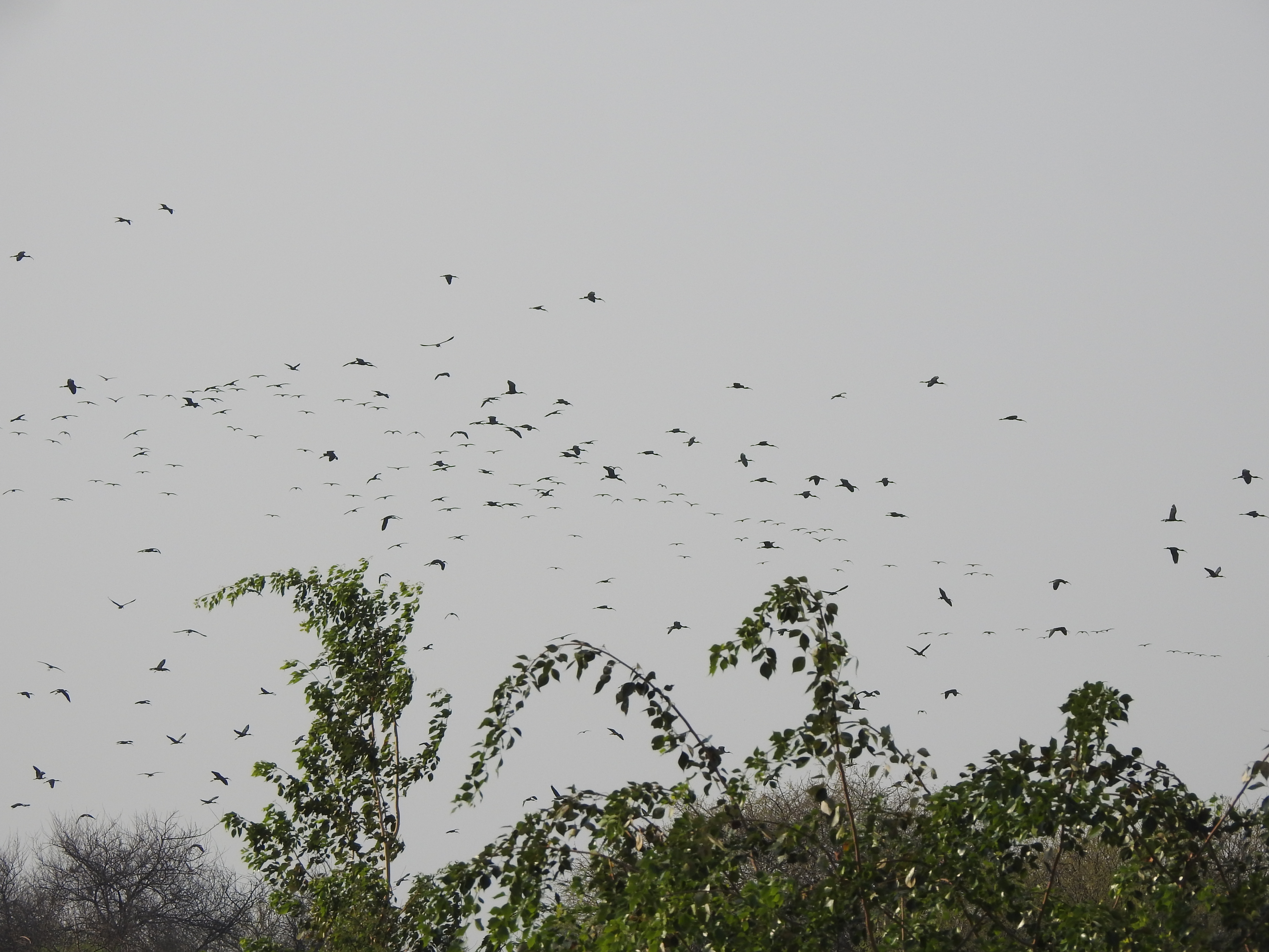 Glossy Ibises flying out of Ankasamudra