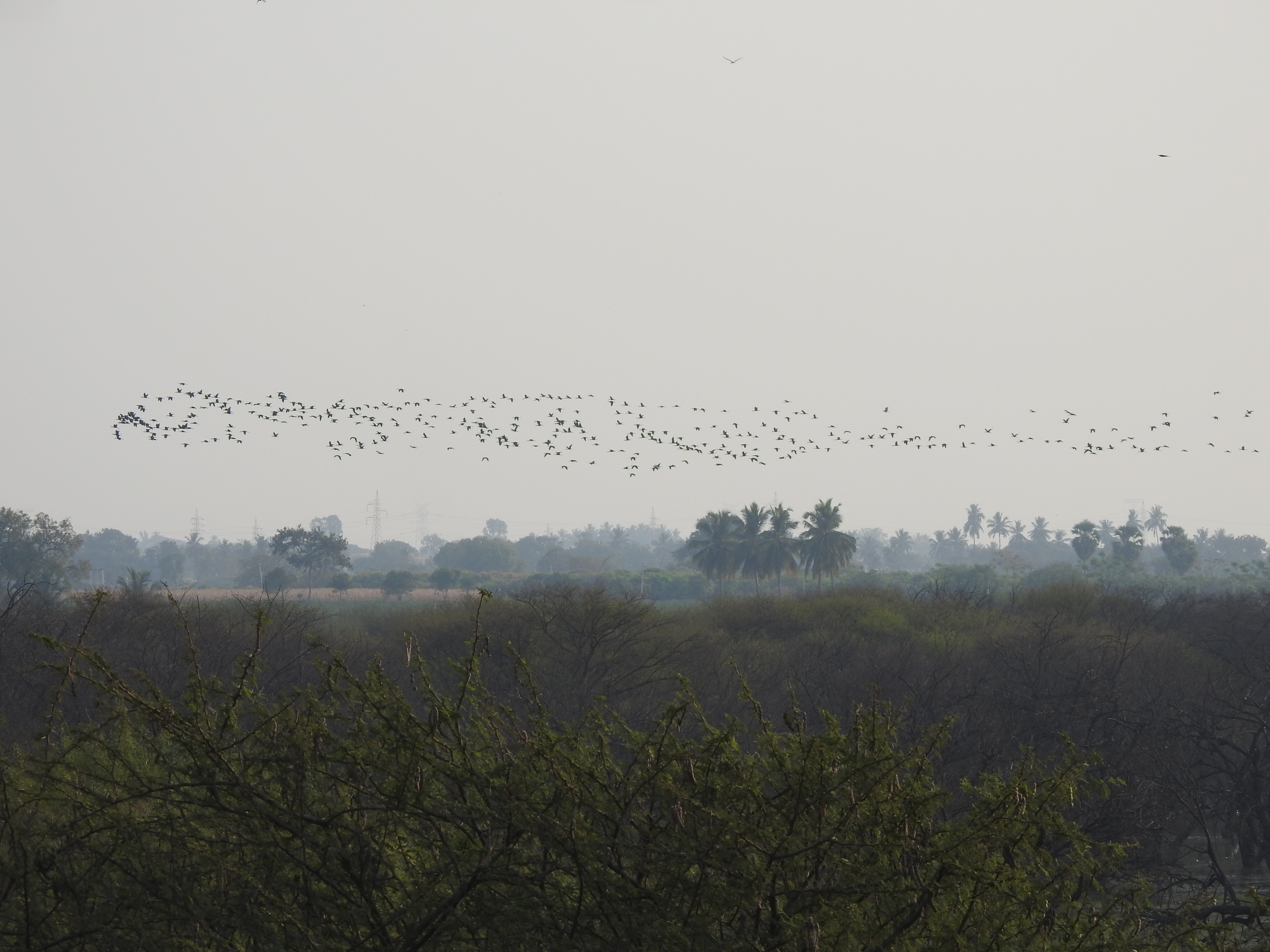 A large flock of Glossy Ibis arriving to roost at Ankasamudra