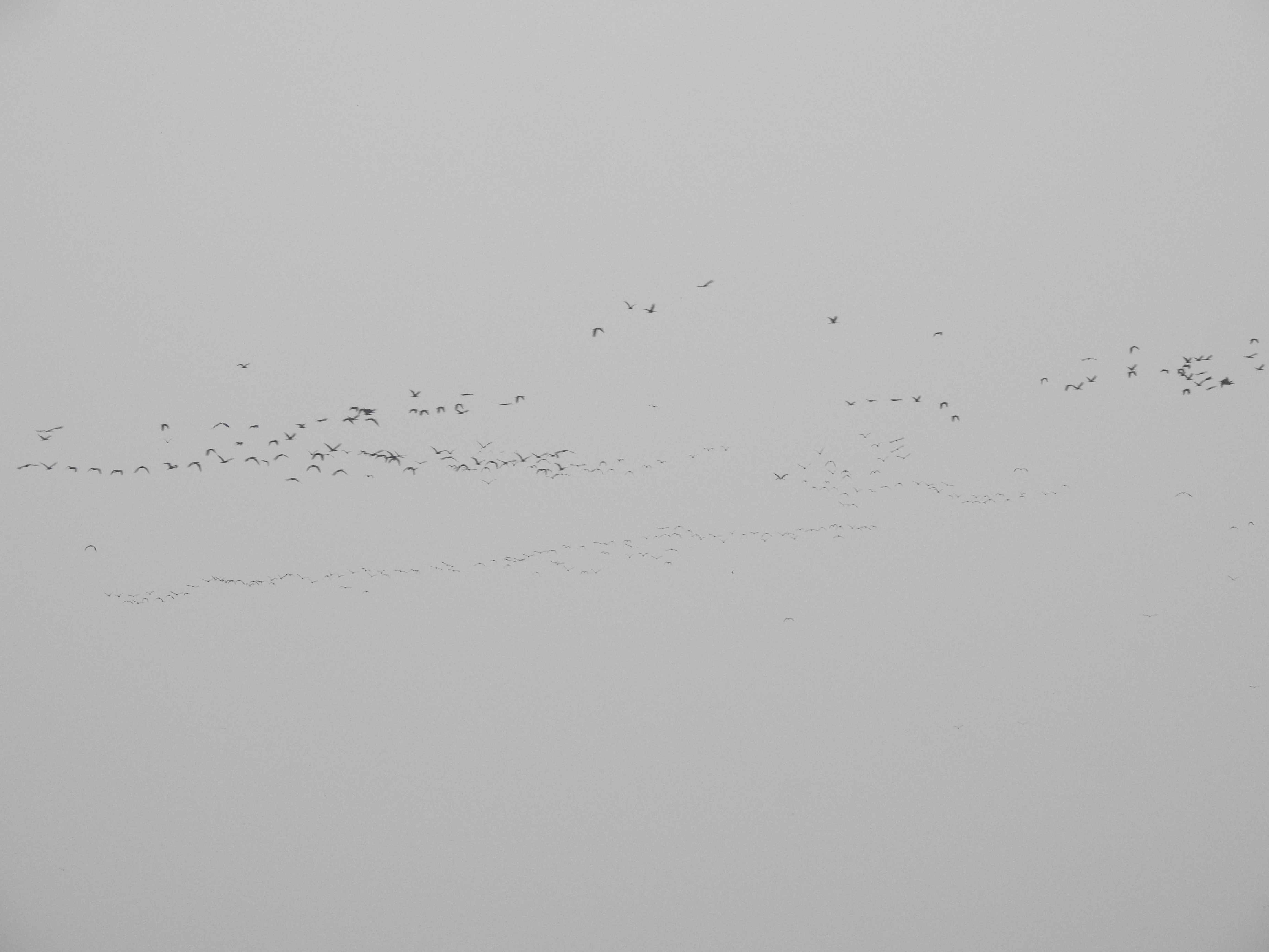 Large flocks of Glossy Ibis arriving to rosst at Ankasamudra