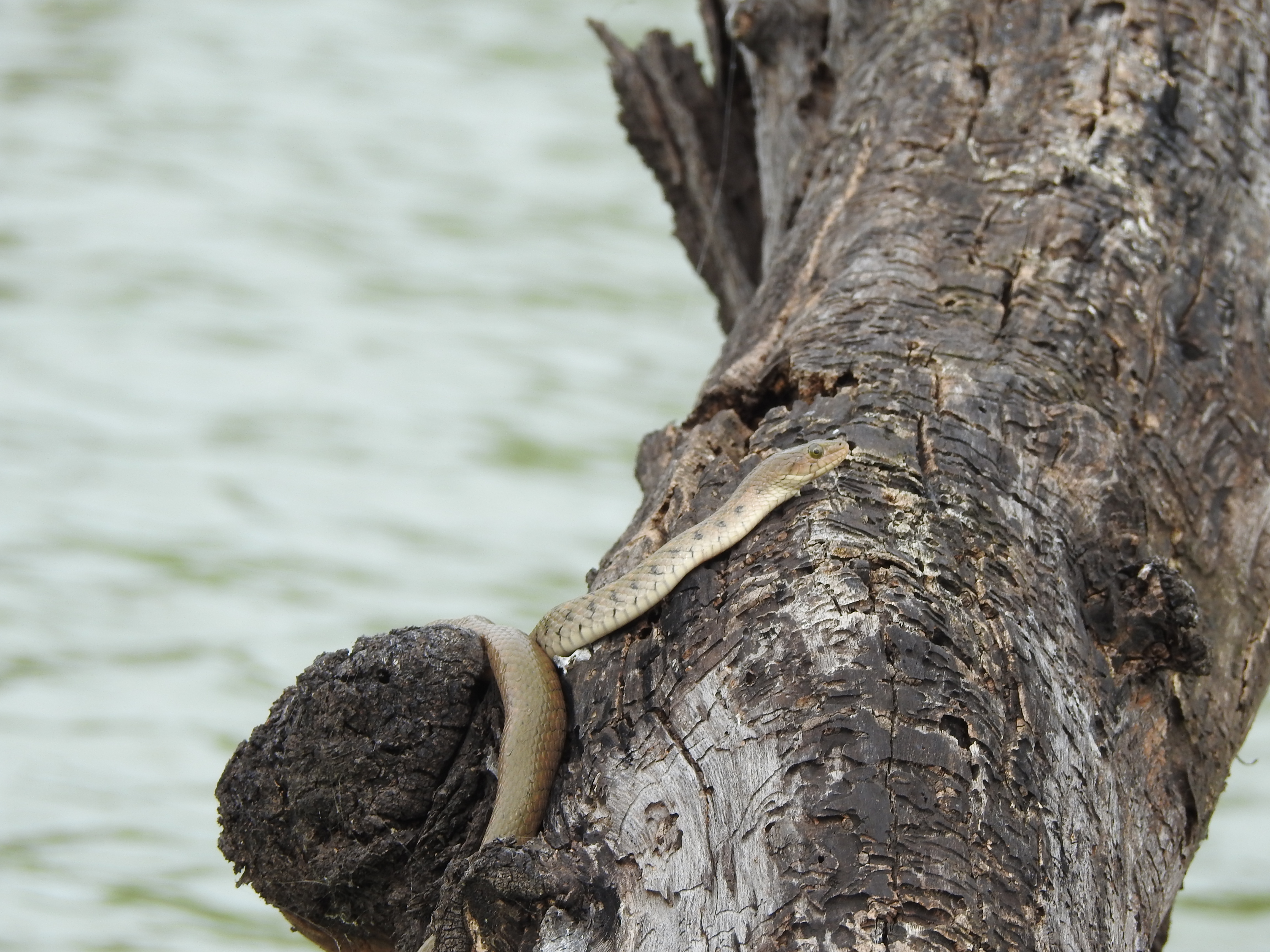 Checkered keelback at Ankasamudra