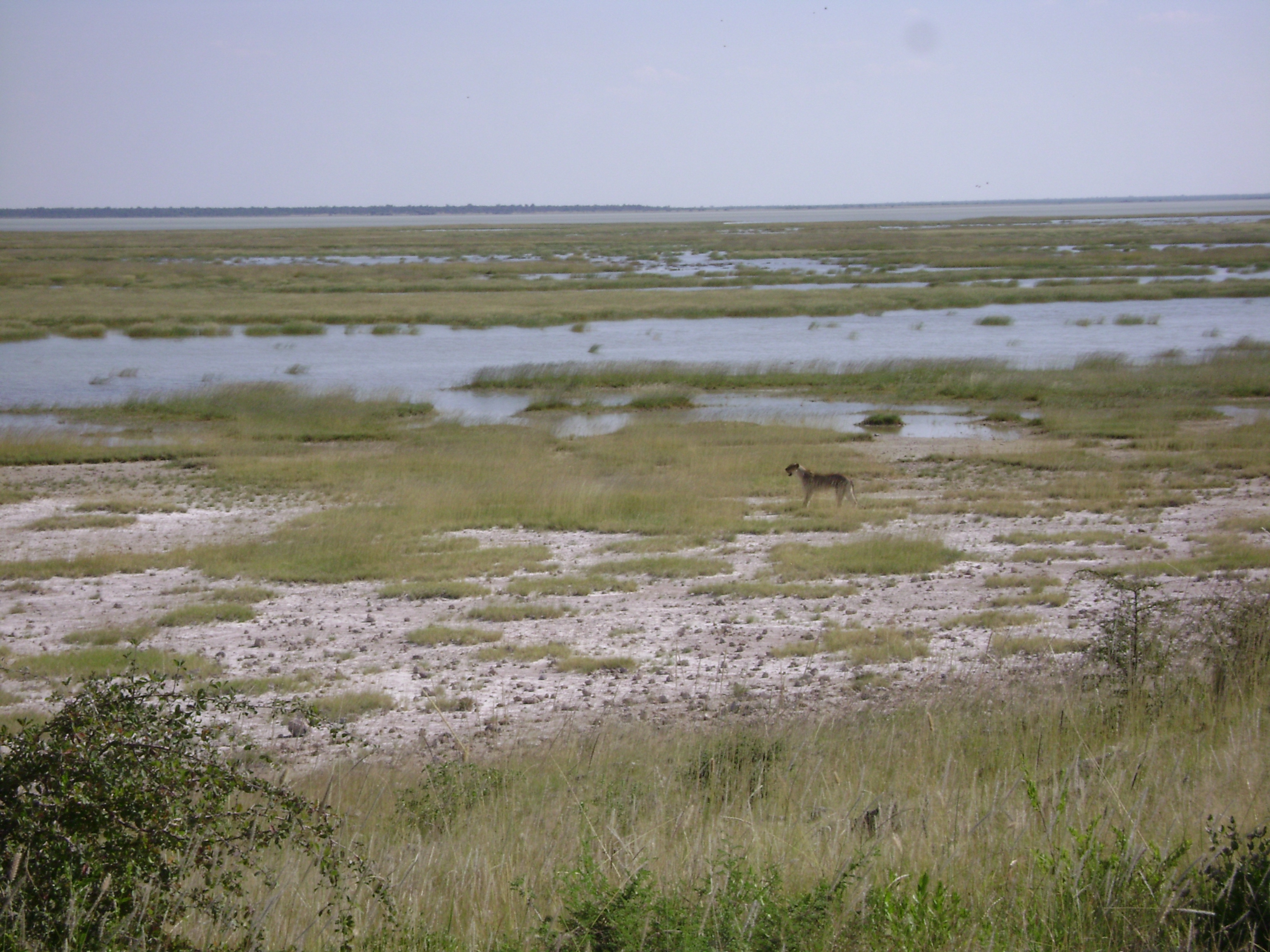 Lioness on the eastern edge of Etosha Pan near Namutoni.  Exceptionally high rainfall in Angola and northern Namibia resulted in the pan filling up.