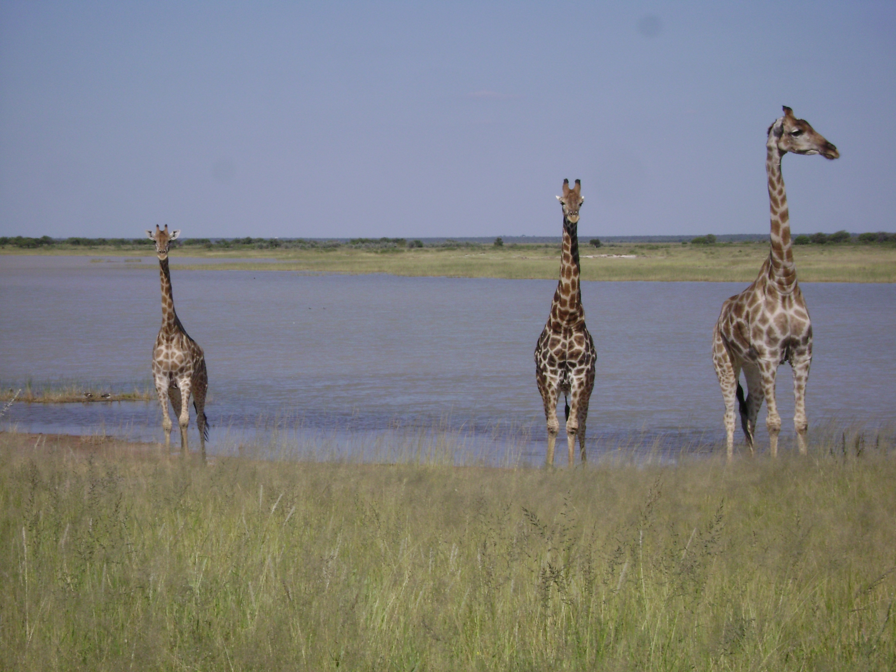 Giraffe on the edge of Fischer's Pan, eastern Etosha.