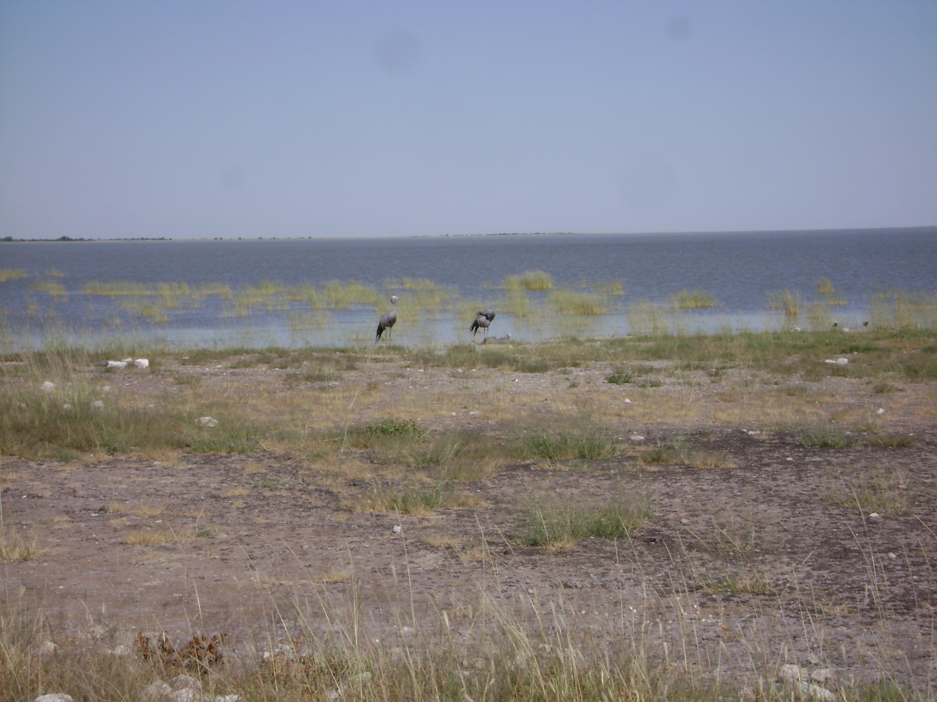 Blue Cranes on the edge of Etosha Pan near Doringdraai, eastern Etosha.