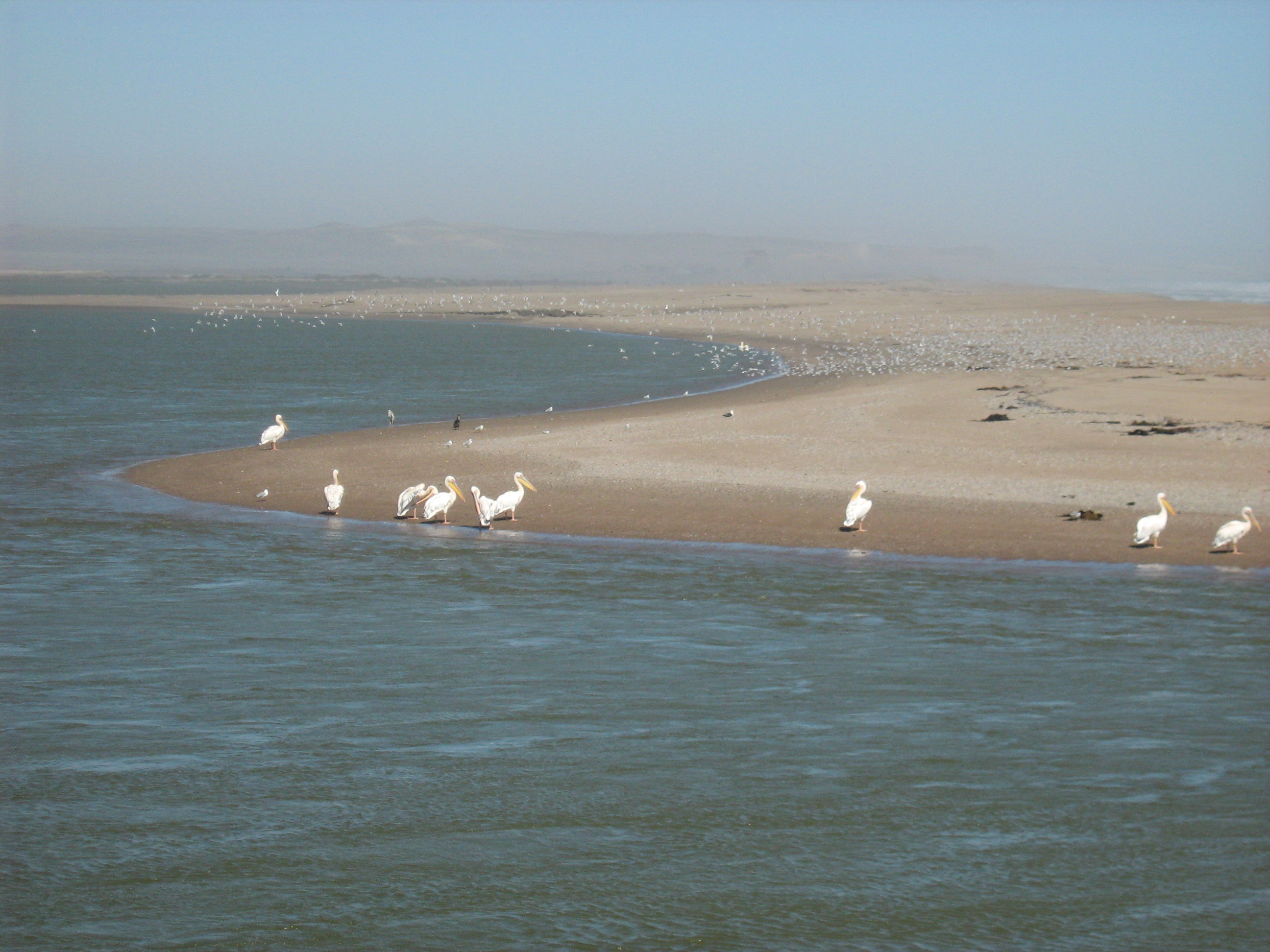 Great White Pelicans (Pelecanus onocrotalus) and large flocks of terns (Sterna sp.) at the Orange River Mouth.