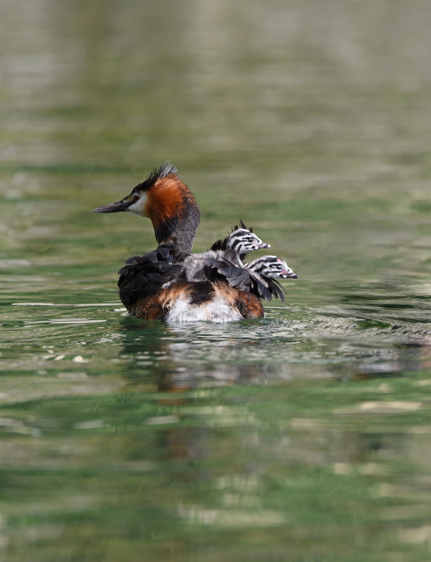 Svasso Maggiore/Great Crested Grebe
Podiceps cristatus