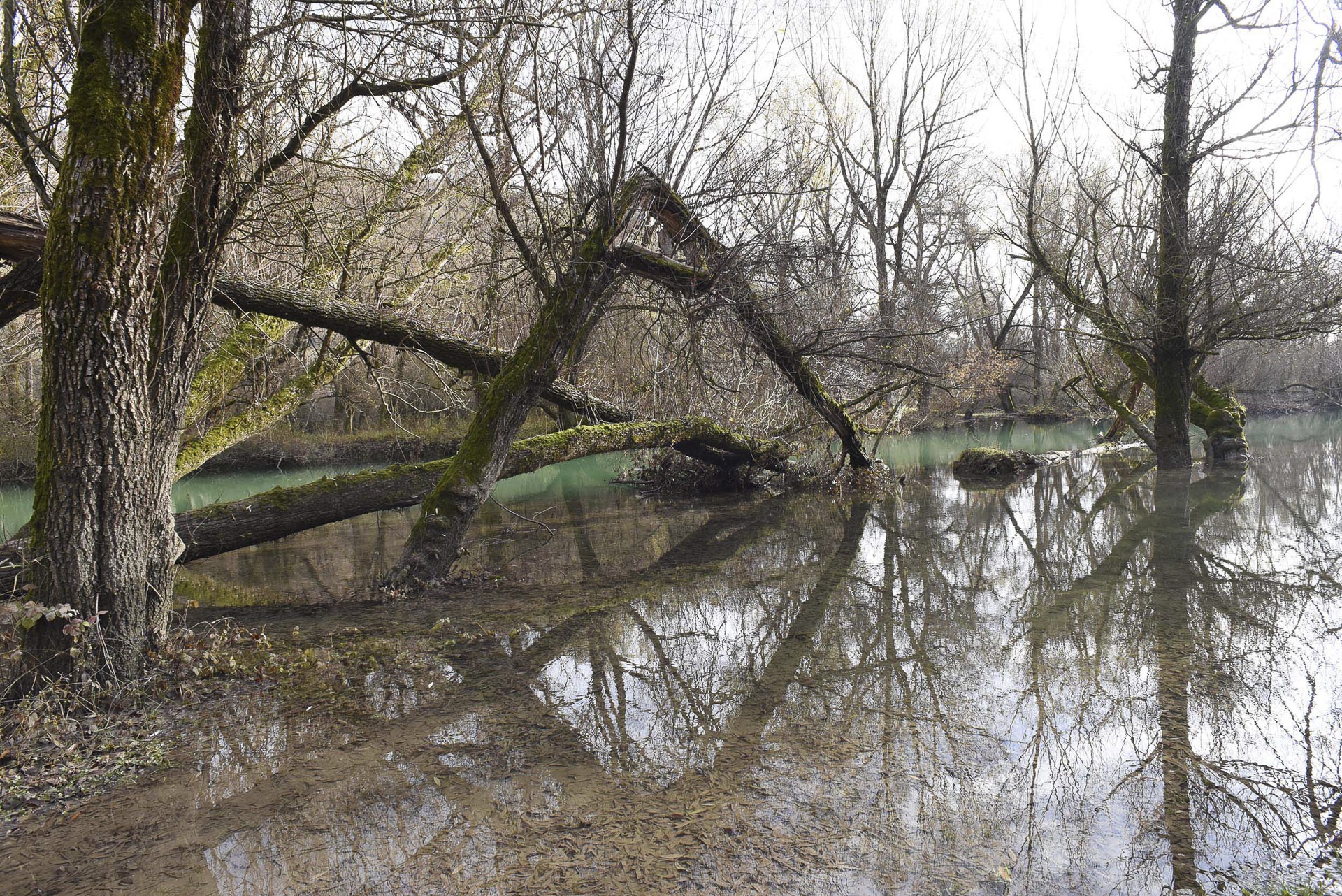 Wetland vegetation