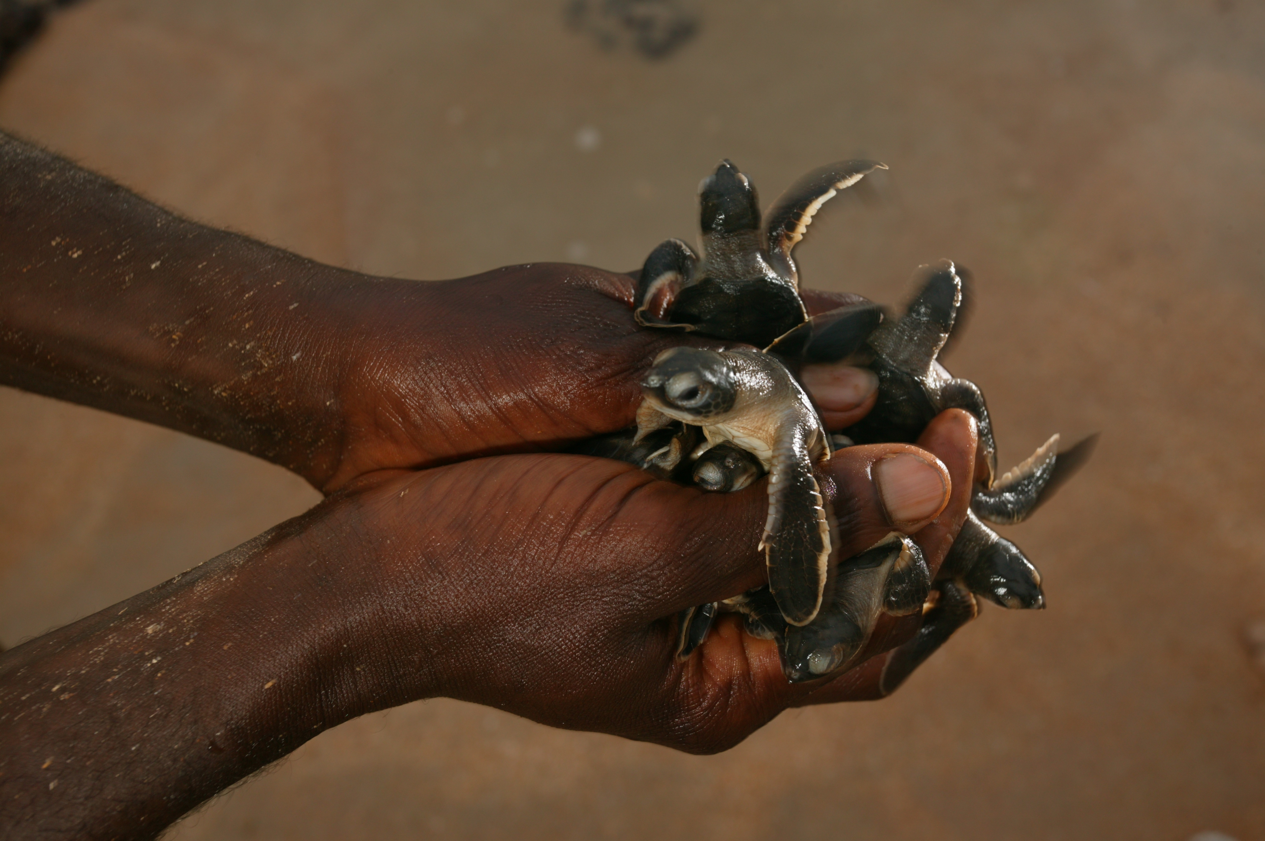 Bébé tortue