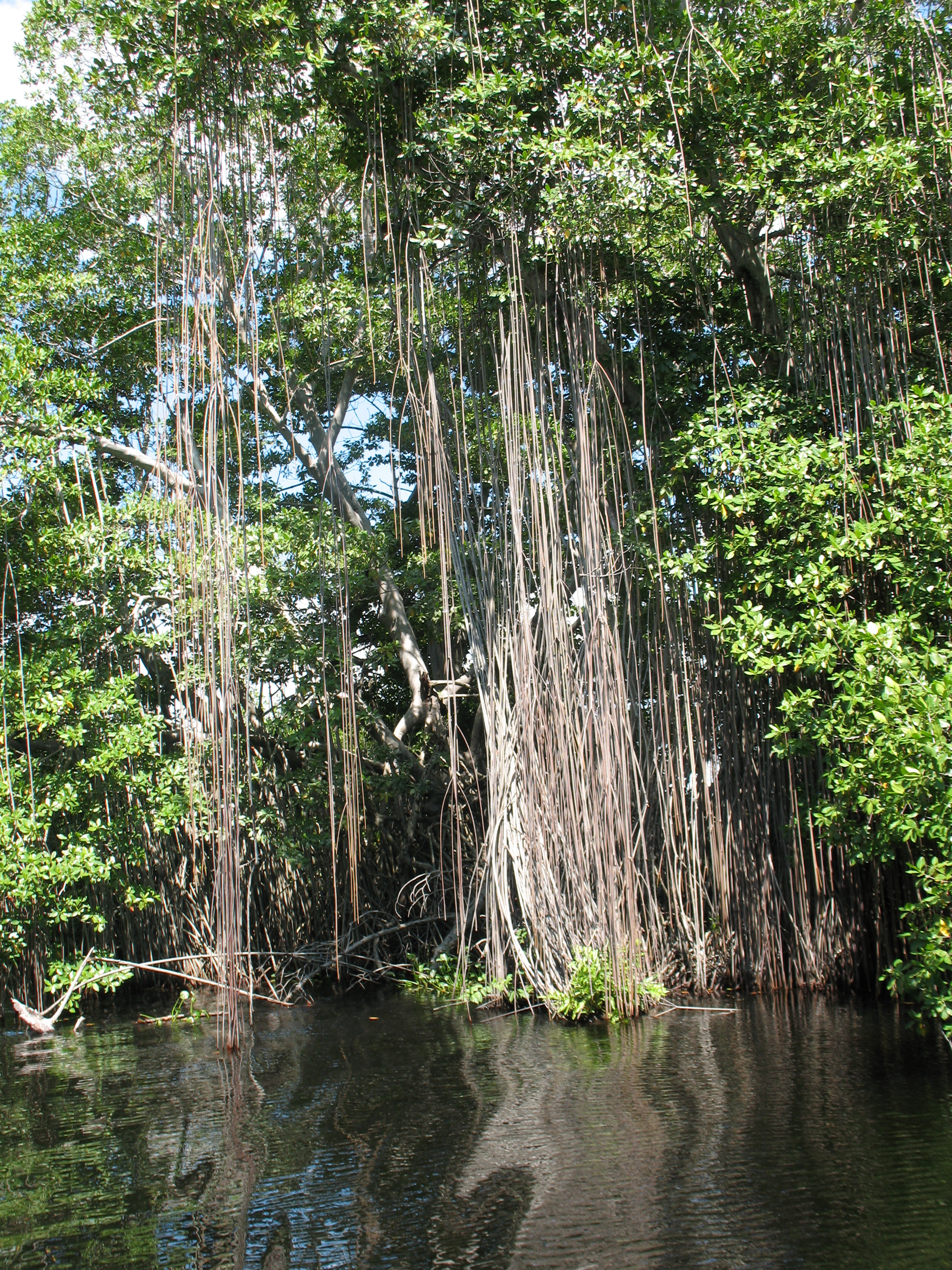 Black River Lower Morass