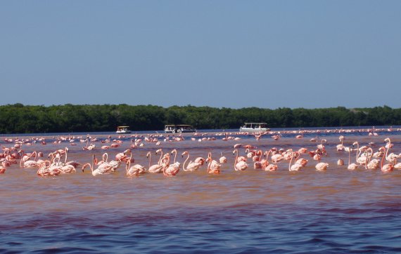 American Flamingos (Phoenicopterus ruber) congregating in shallow areas of the lagoon in Ría Celestún, one of their main resting and feeding habitats in the Yucatan Peninsula. Boats approach the flamingos to a certain extent in order not to scare them away. 