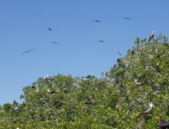 A colony of Magnificent frigatebirds Fregata magnificens on the red mangrove forests (Rhizophora mangle).