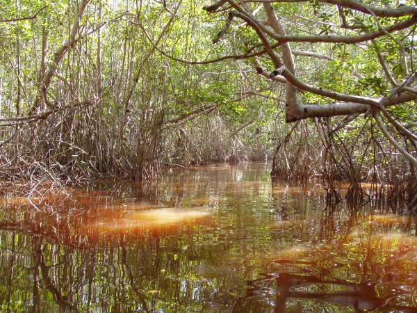 Inside the Red Mangrove Forests. The lagoon itself acquires the red colors given by the mangrove tannins.