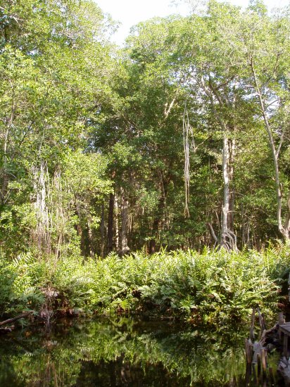 An island of high rise forests (Peten) amidst the mangrove, due to the presence of a freshwater spring typically called "ojo de agua".