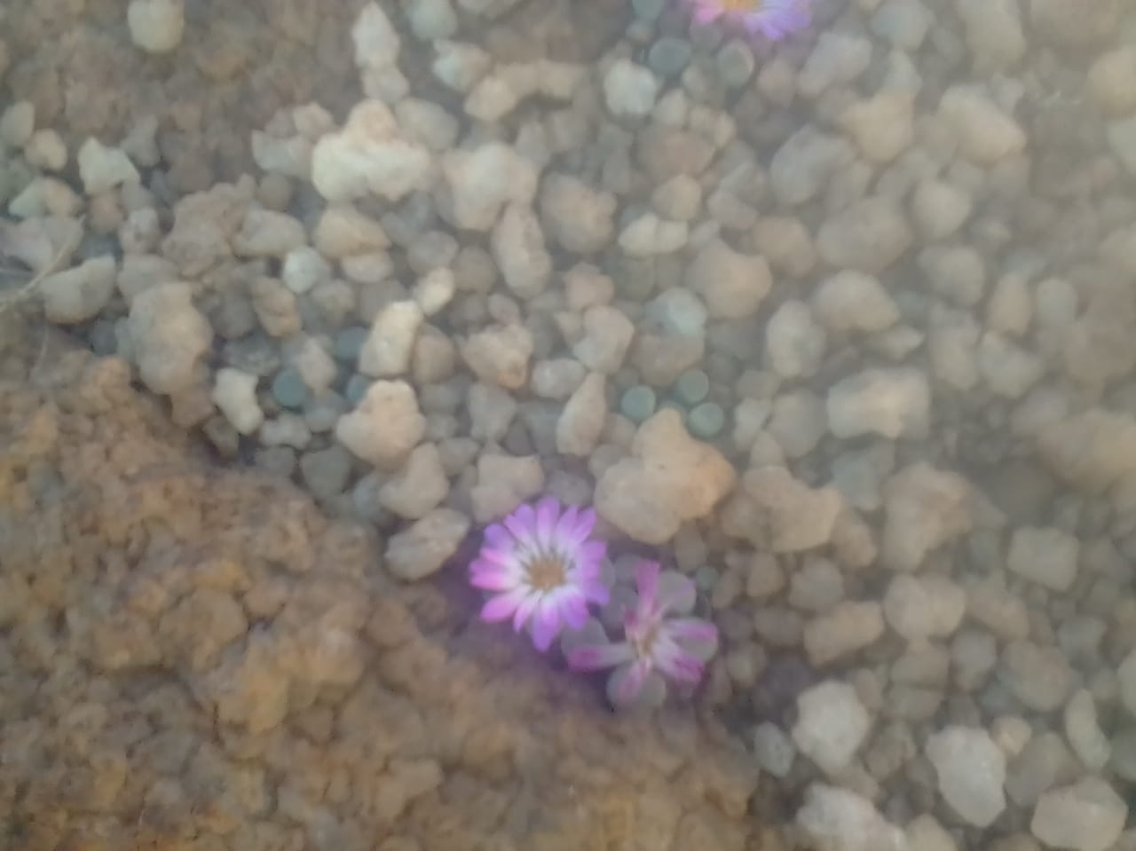 Frithia pulchra, Kgaswane Mountain Reserve