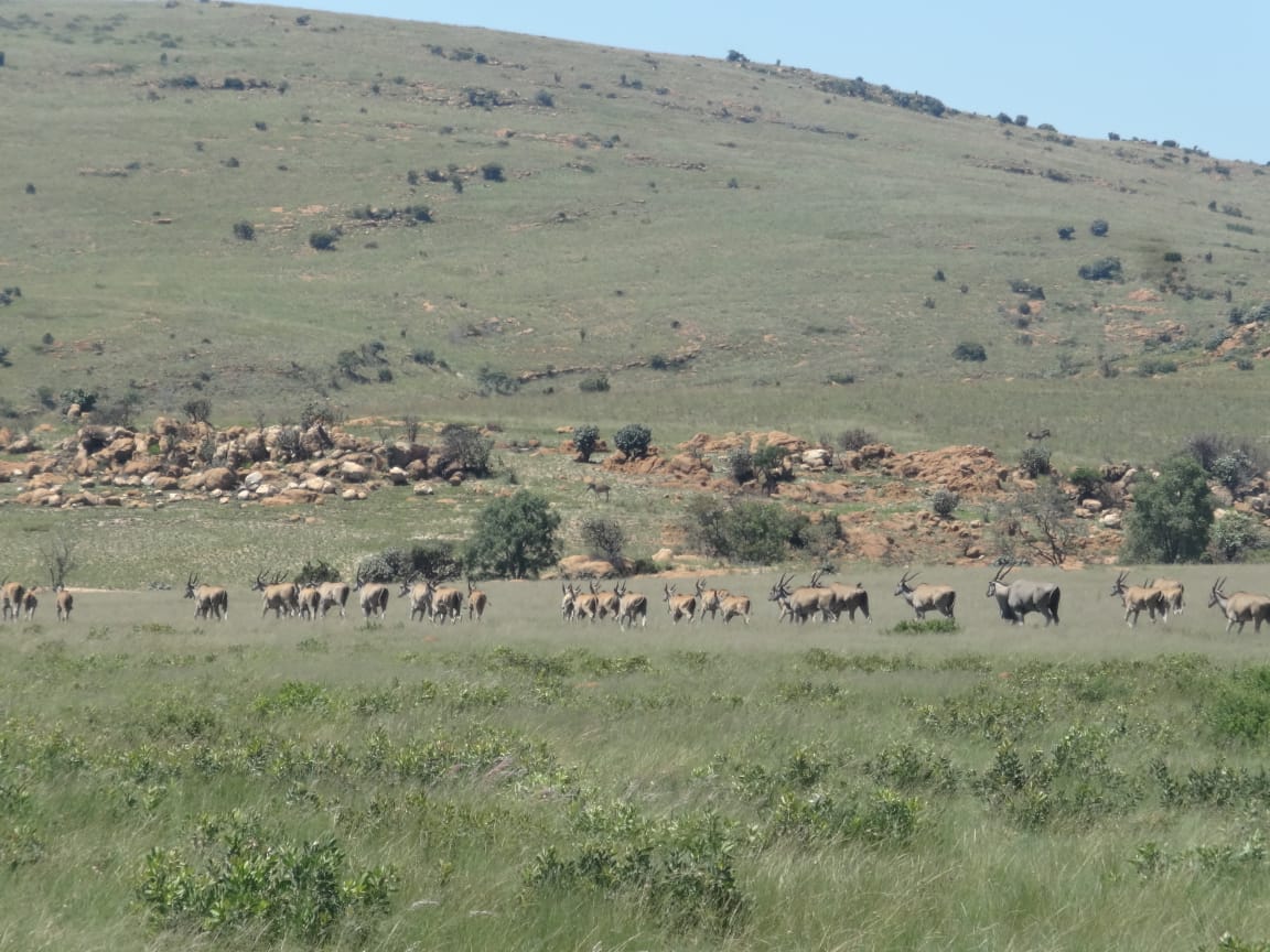 Eland, Kgaswane Mountain Reserve