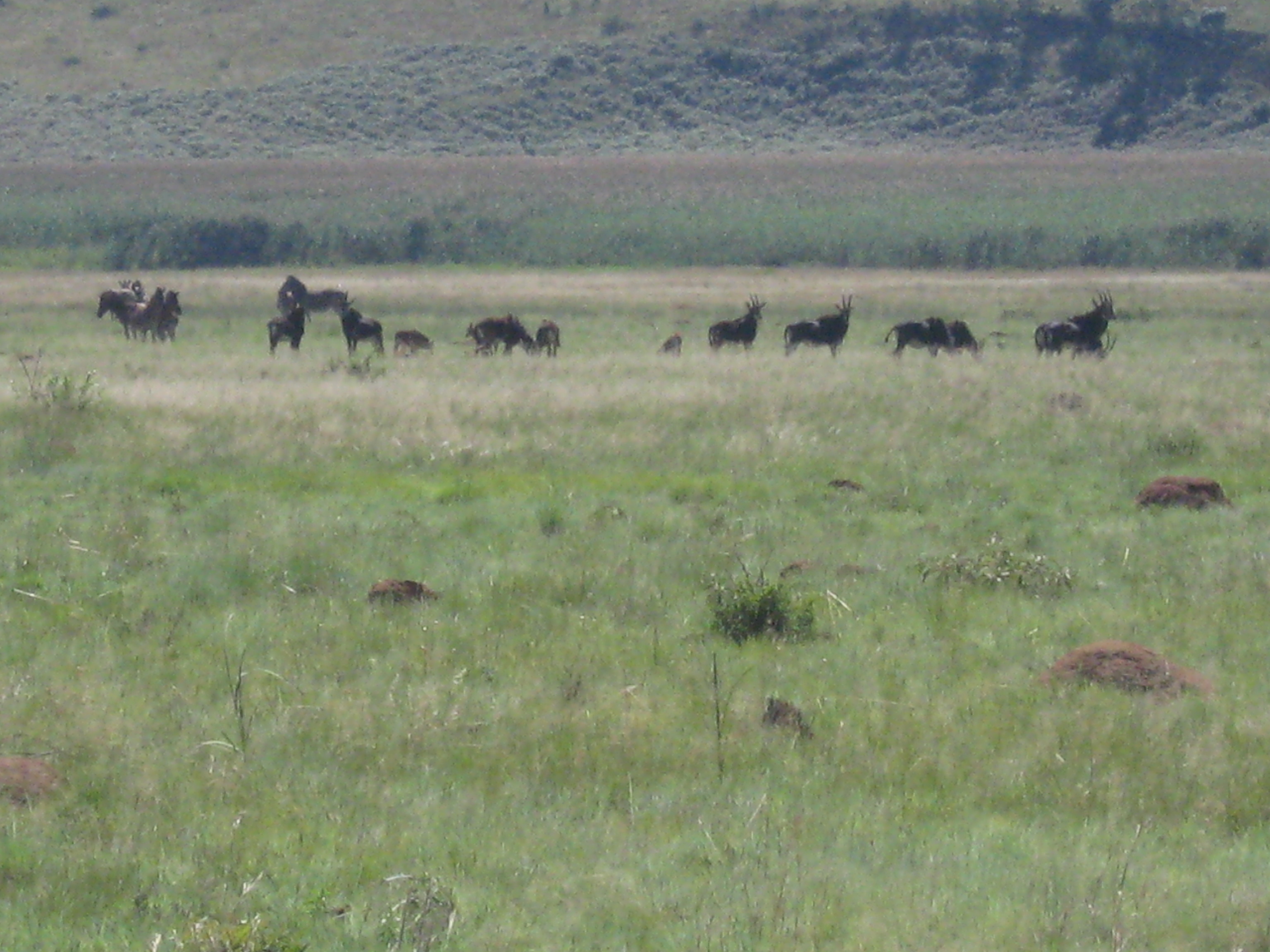 Vlei, Kgaswane Mountain Reserve