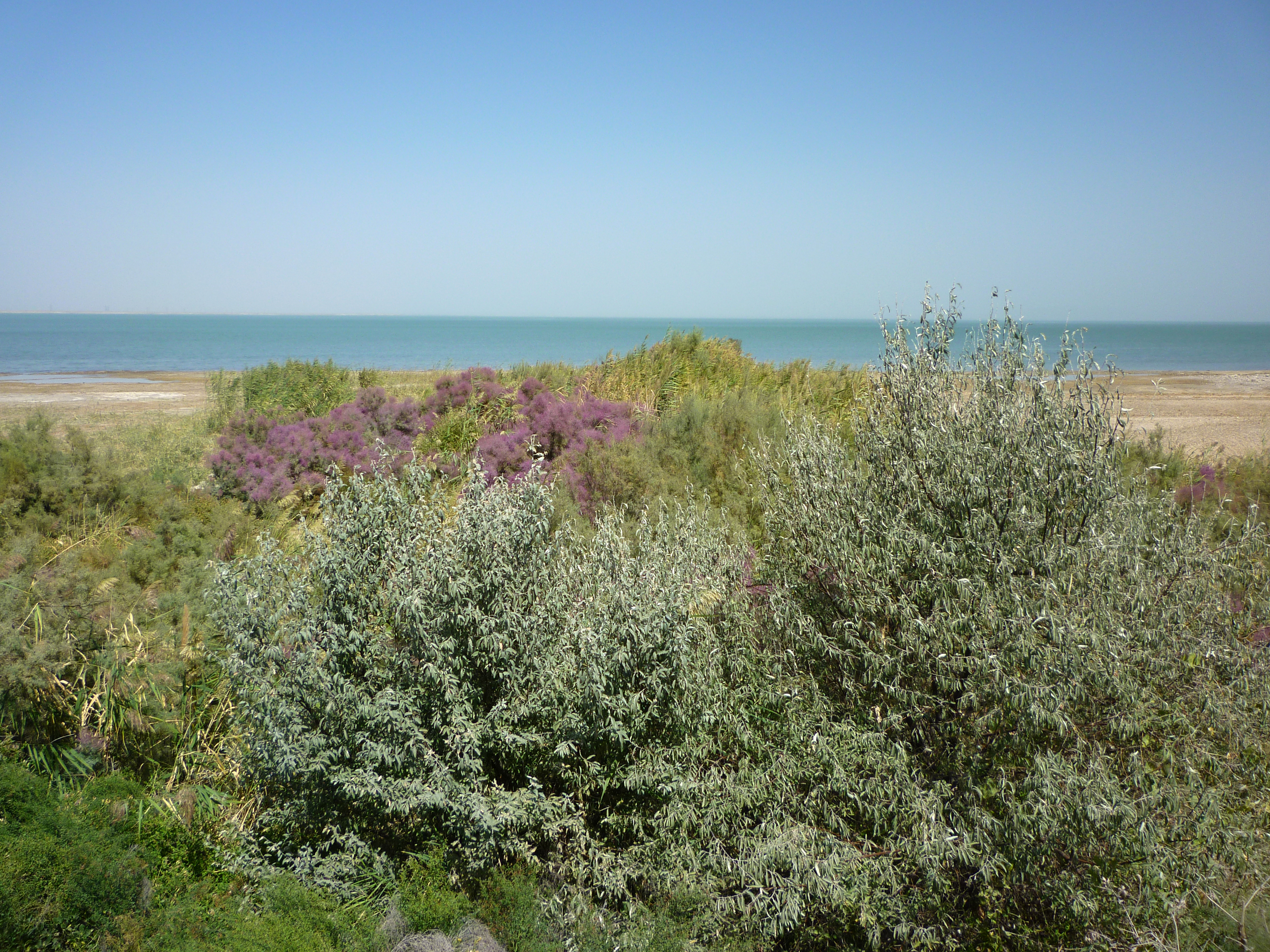 Vegetation on the shore of the Tudakul reservoir