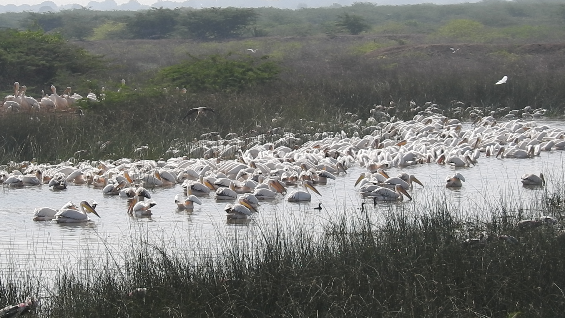 Flock of Pelican