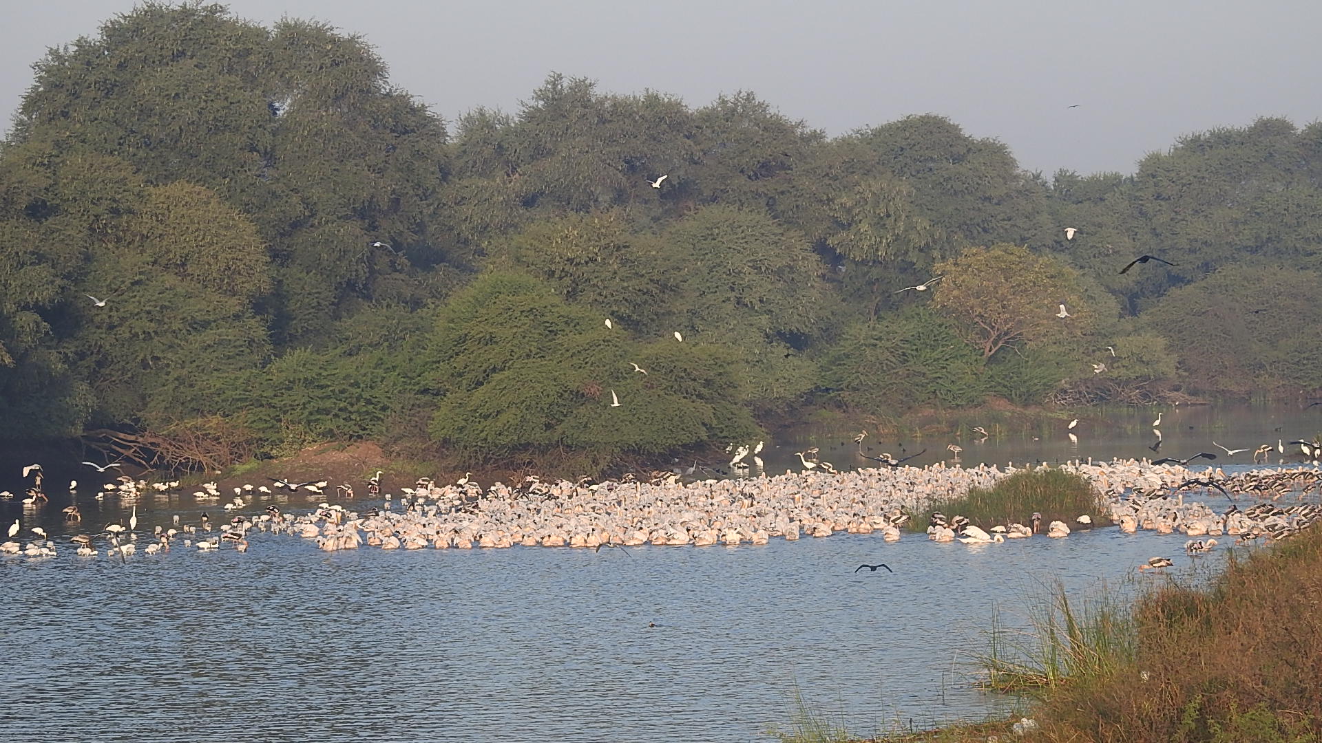 Flamboyance of flamingos