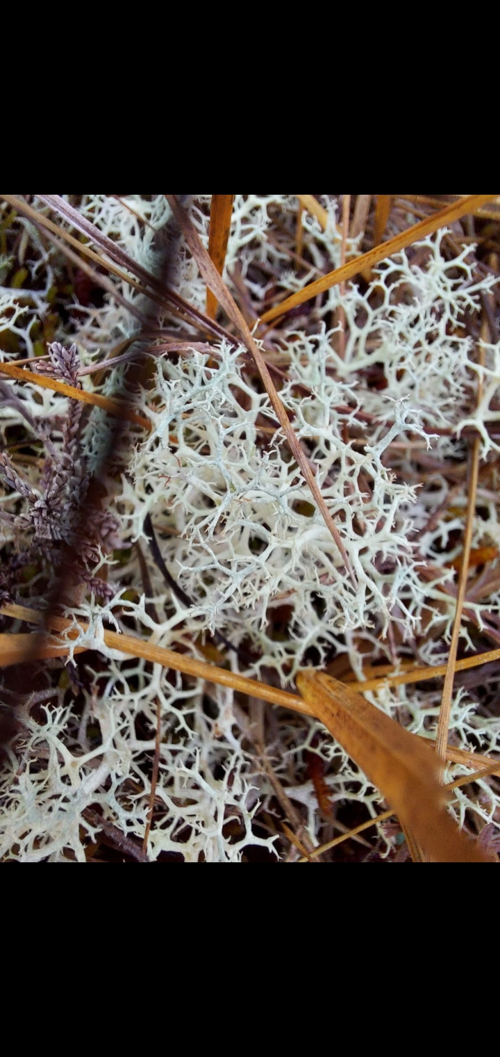 Reindeer lichen (Cladonia portentosan) on Meenacullion Bog