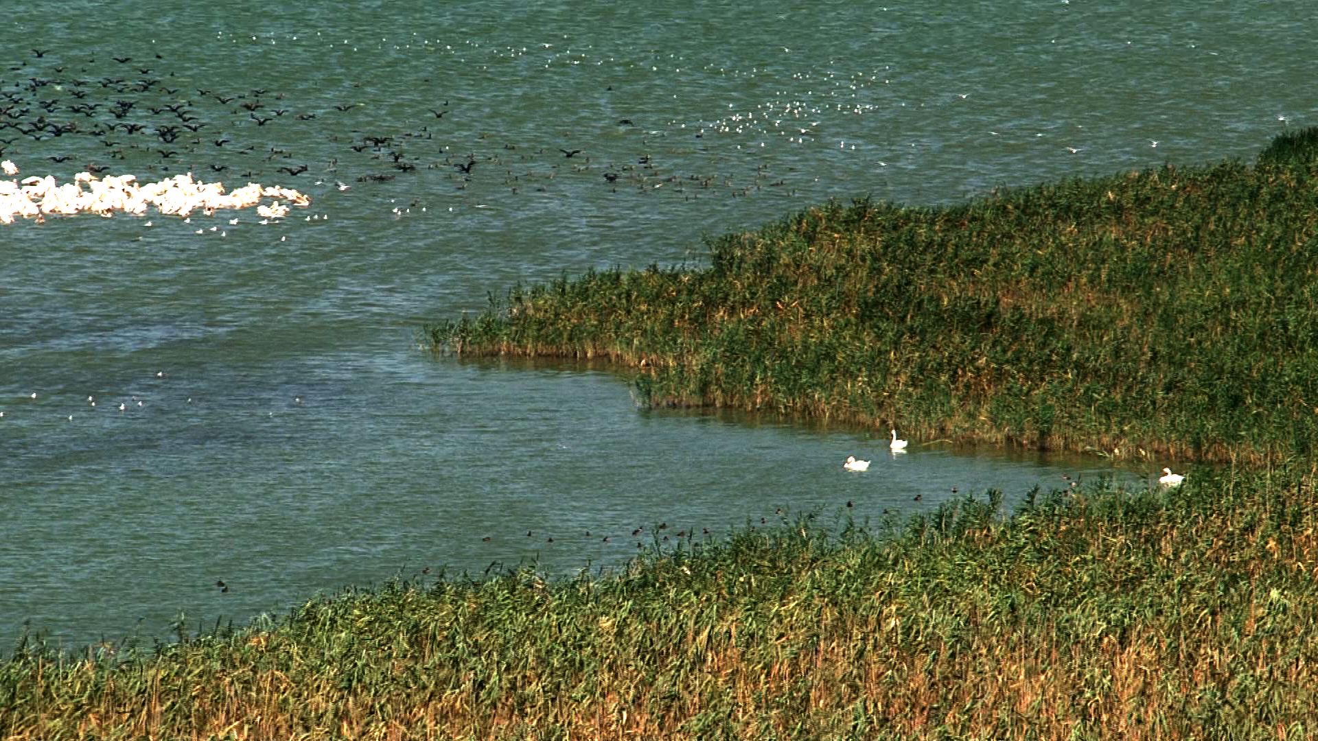 Vaya Lake, Waterfowl