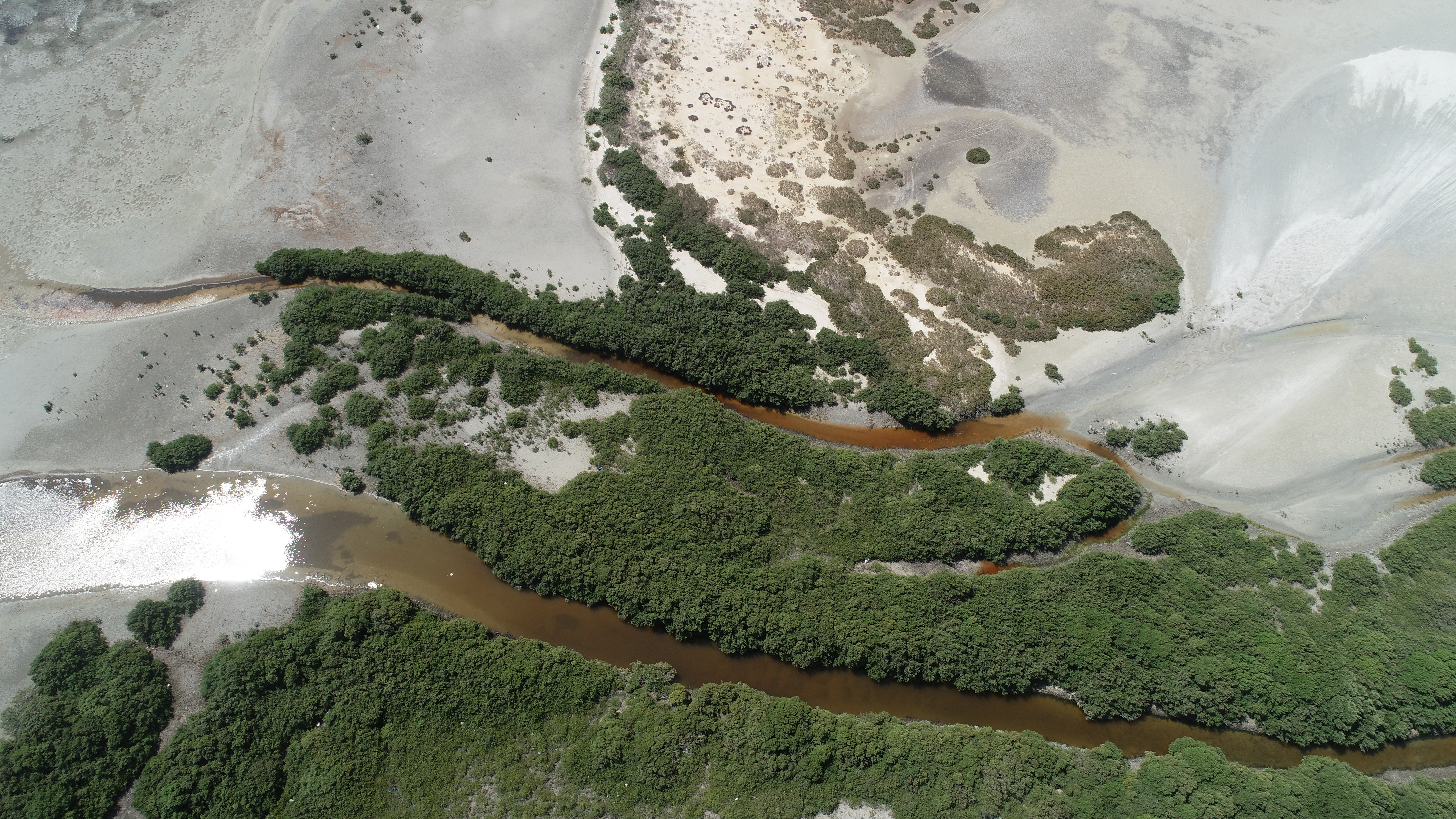 Mangroves near Shannah