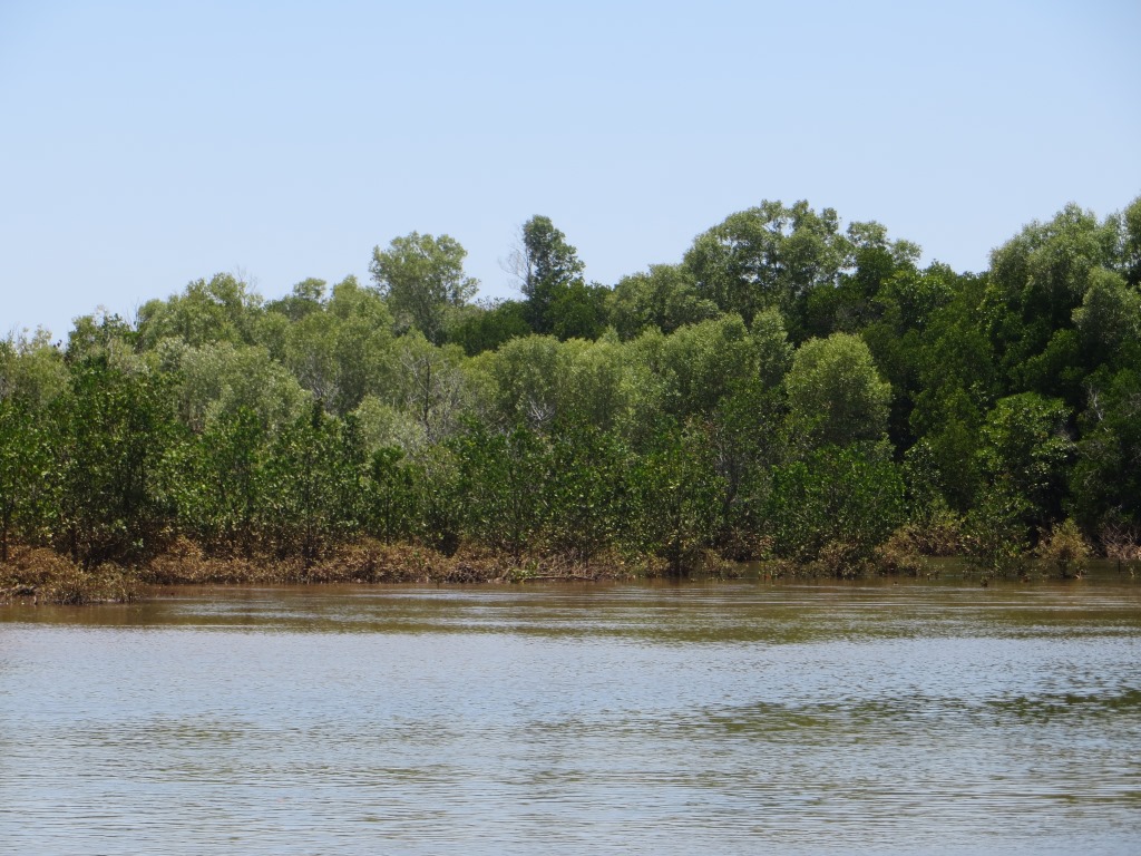 `Succession de mangroves