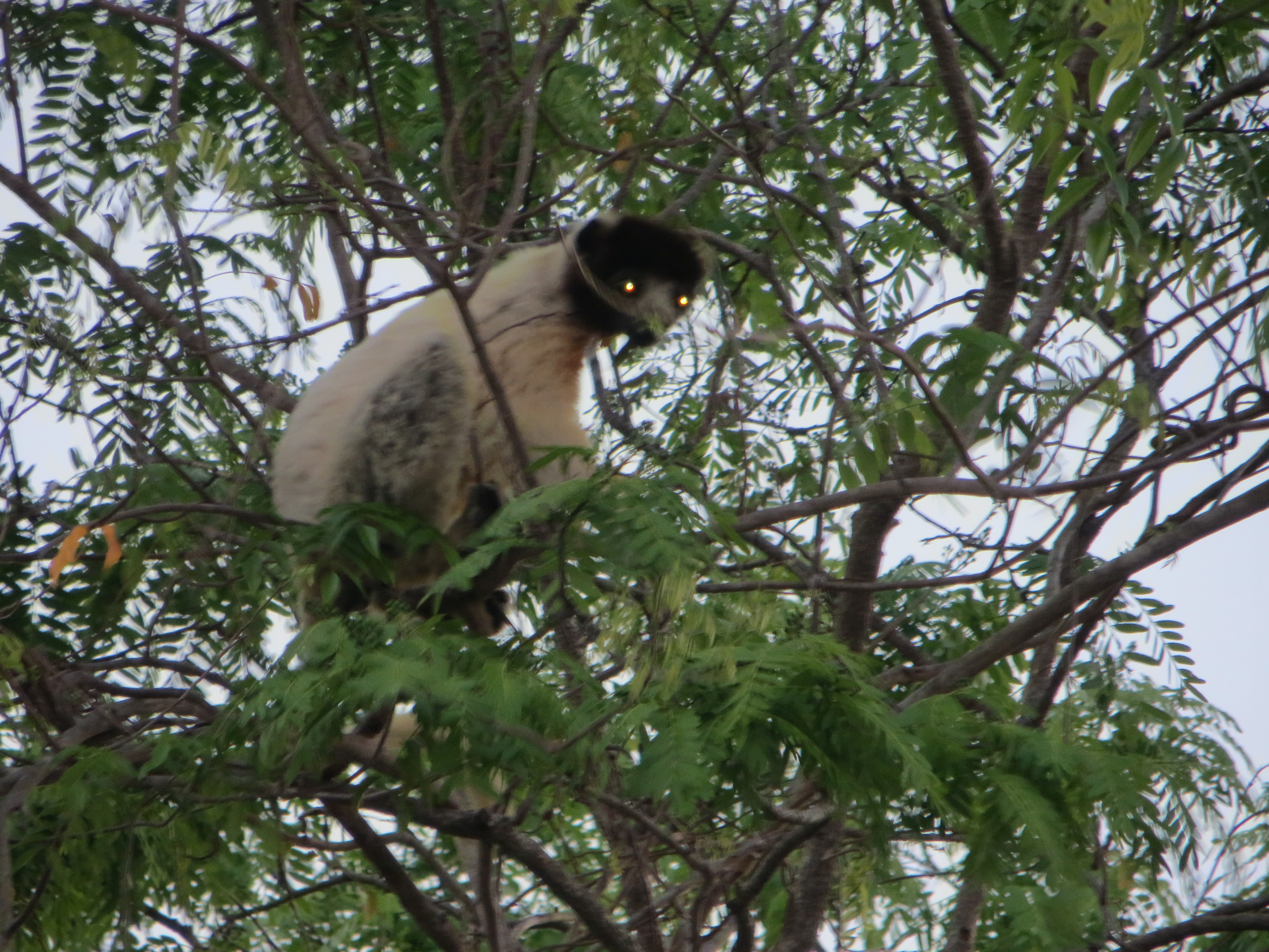 Propithecus coronatus