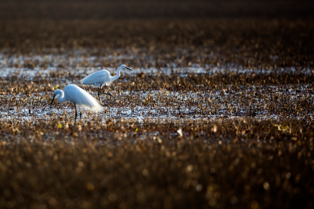 Egrets in Daebudo Tidal Flat