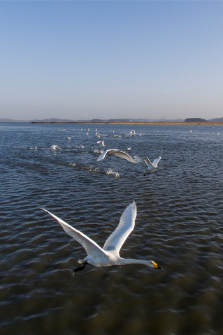 Swans in Daebudo Tidal Flat