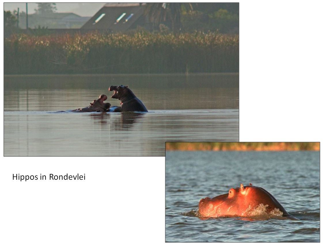 Hippos in Rondevlei
