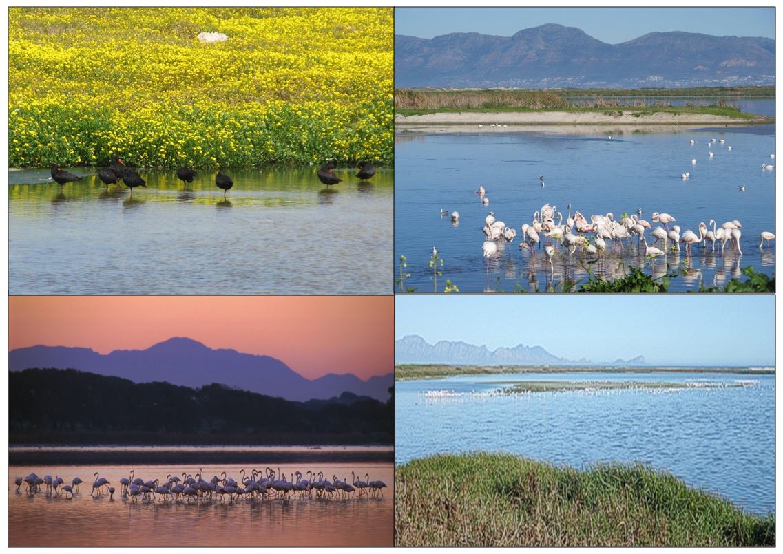 Various pictures at Strandfontein Birding Area
