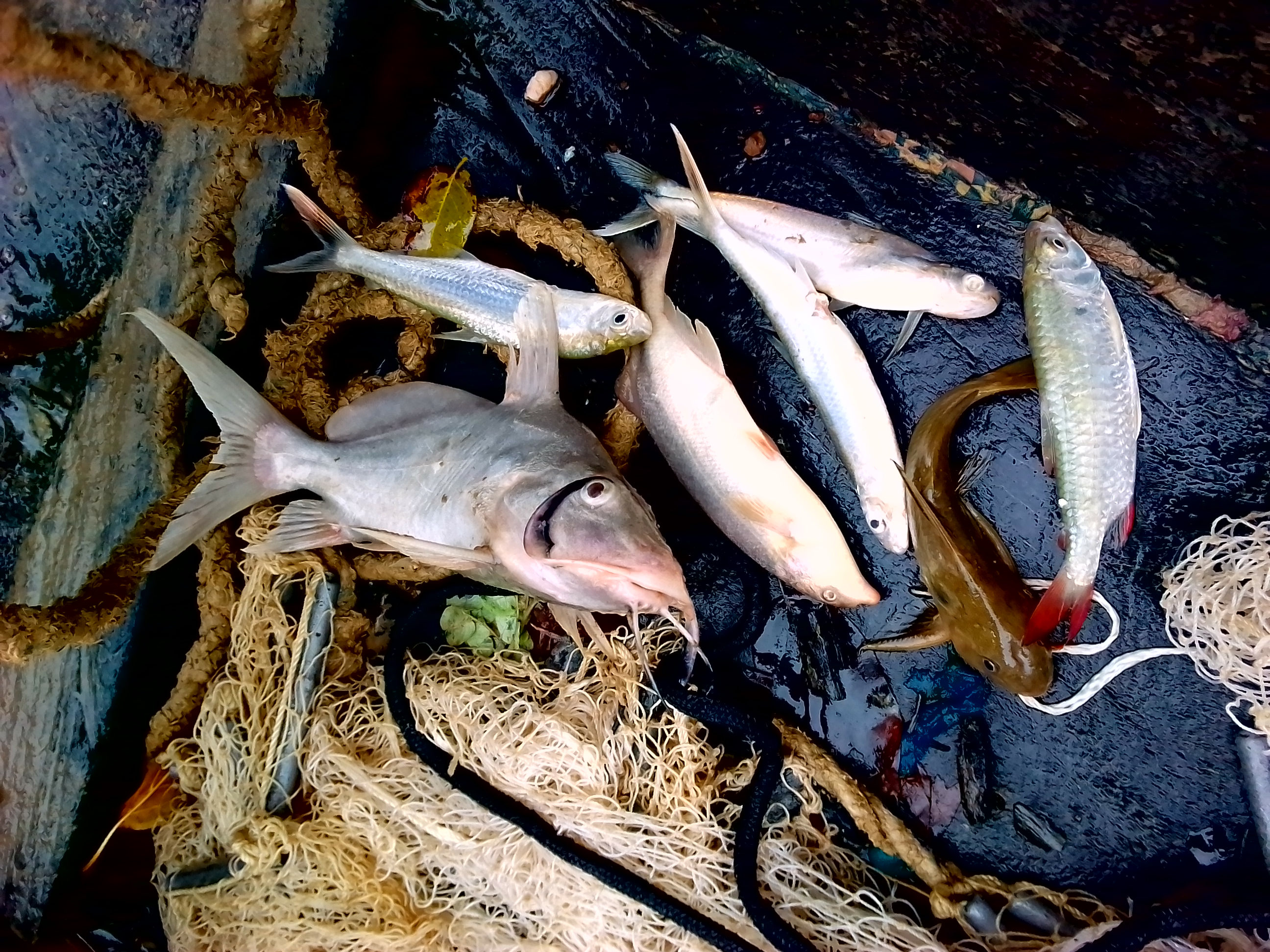 Photo 3: Prise de poissons durant la période défavorable