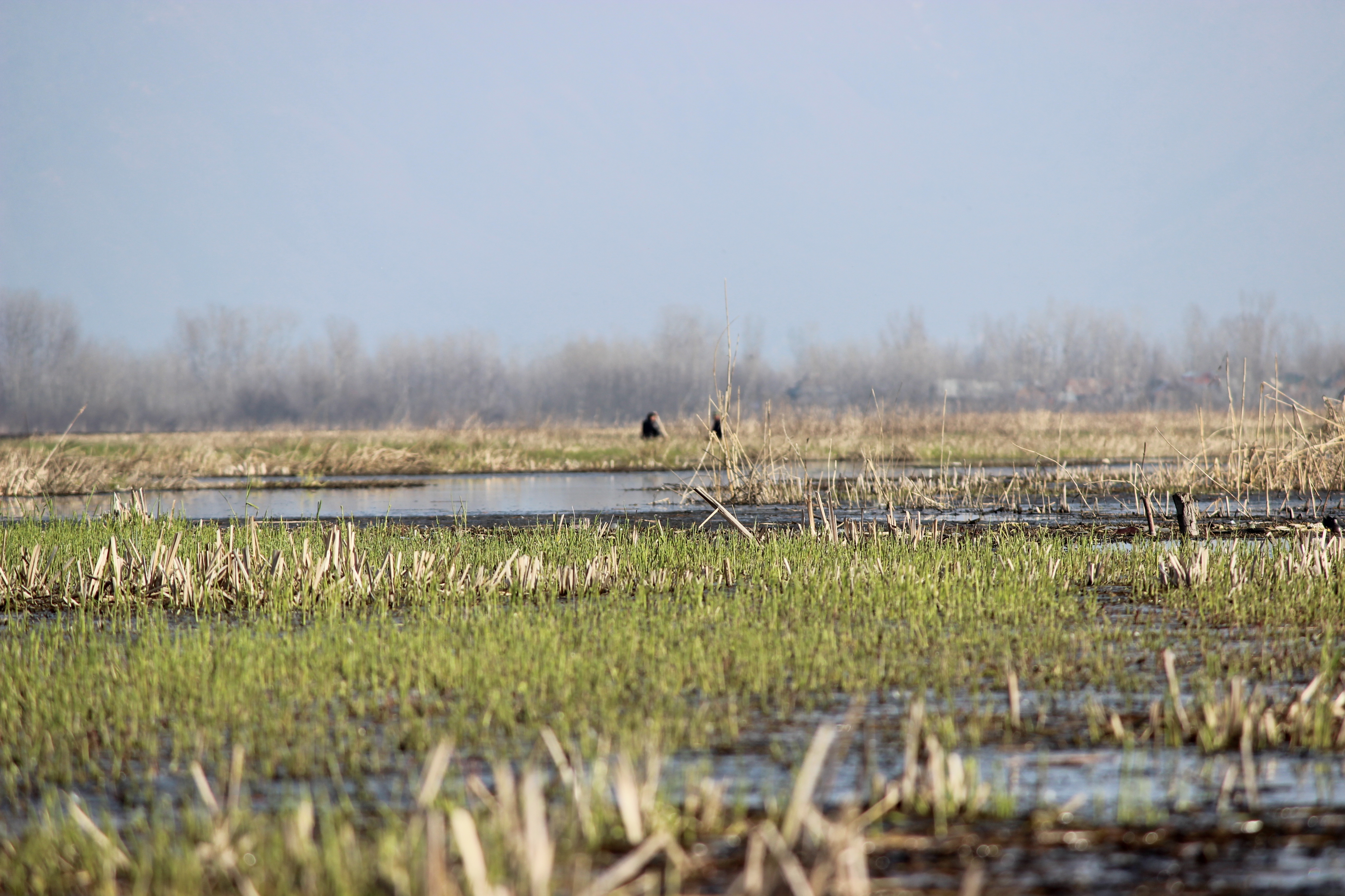 Shallabugh Wetland 