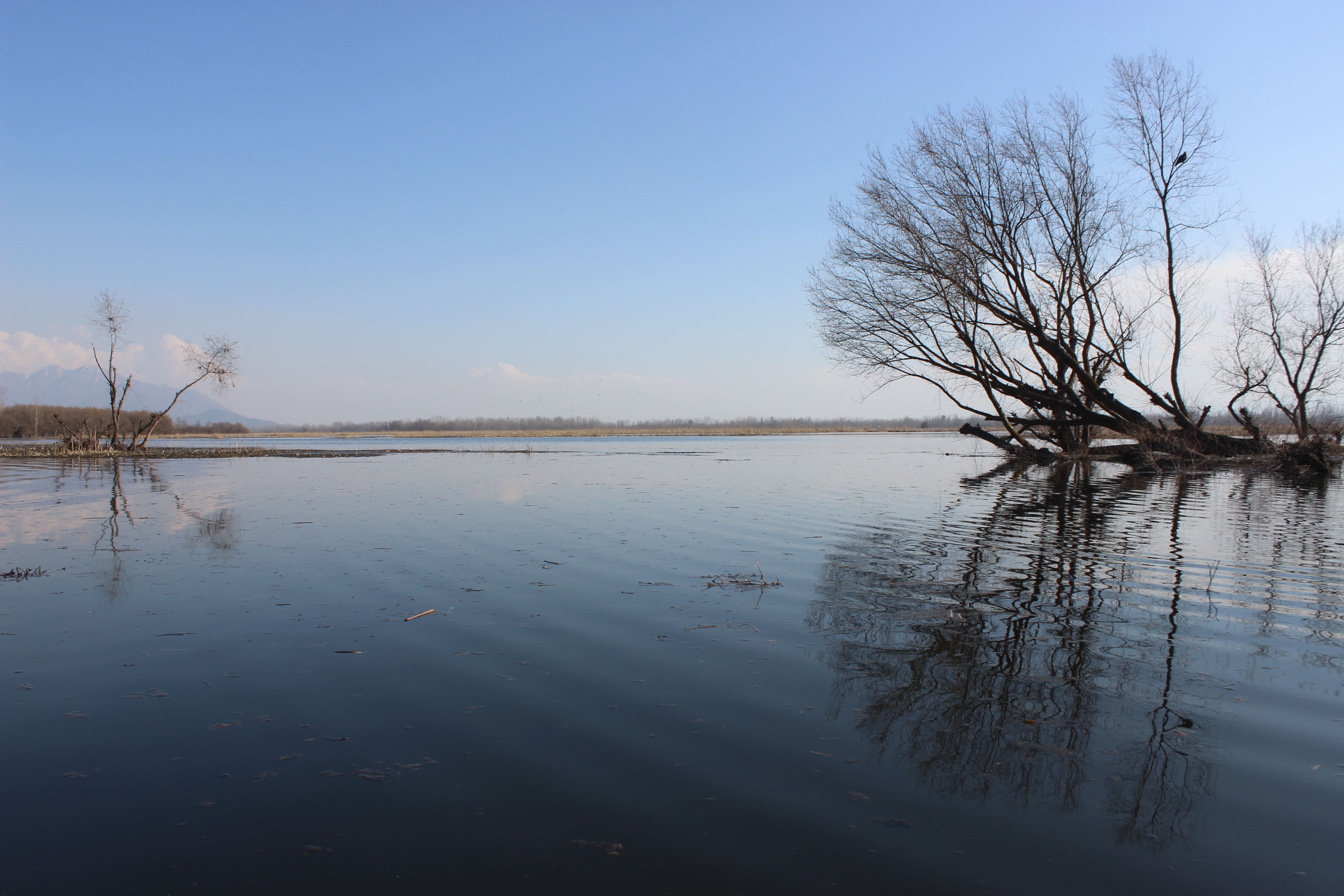 Shallabugh Wetland