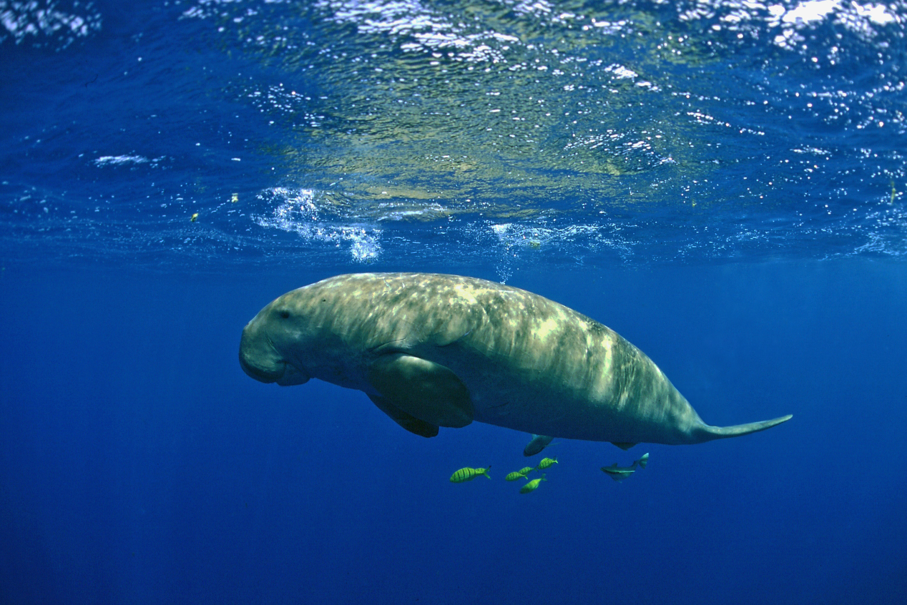 Dugong