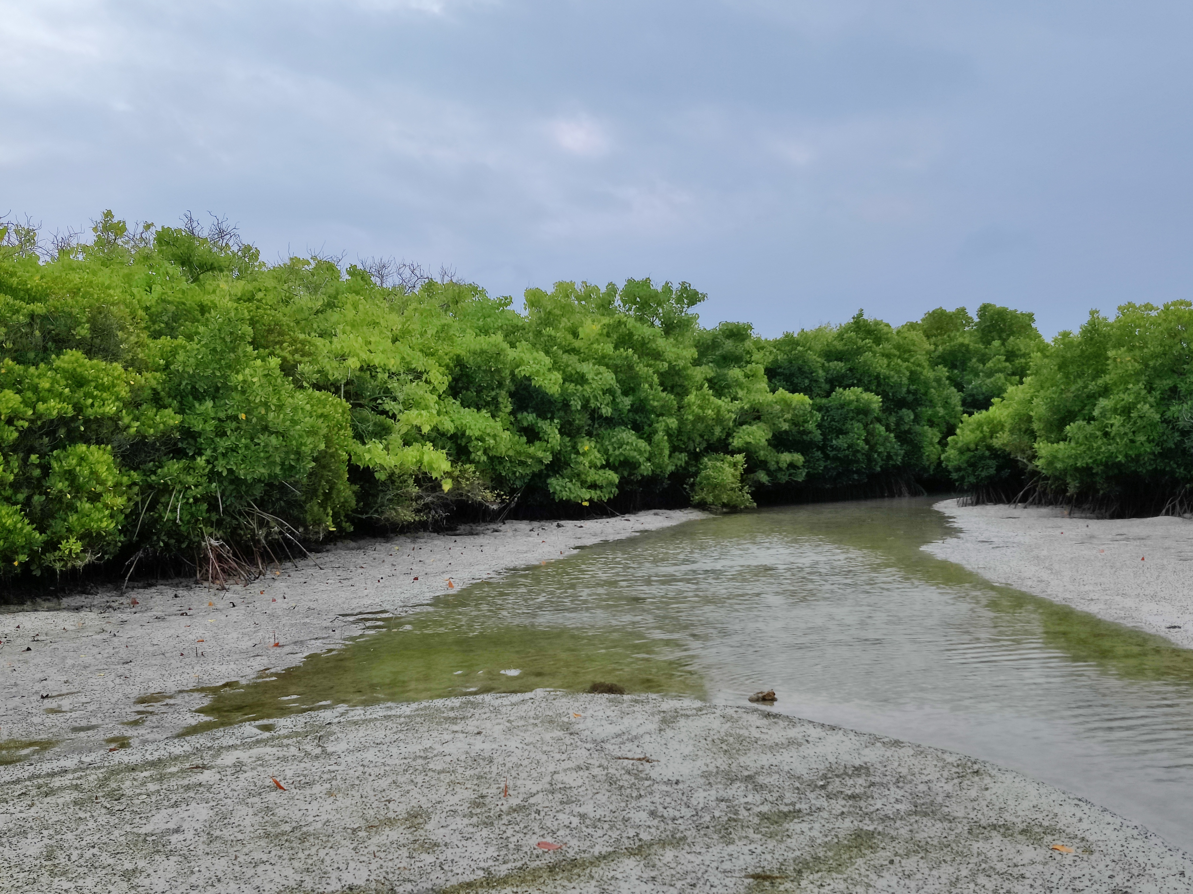 Mangrove cover in Mannar Biosphere Reserve