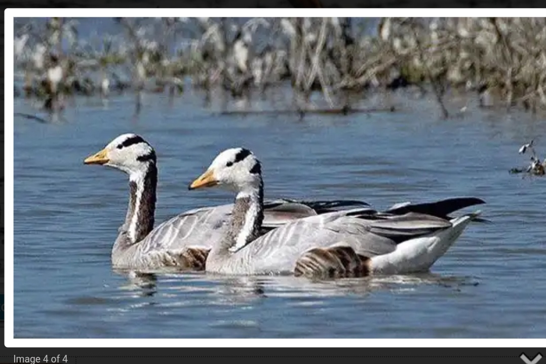 A pair of bar-headed goose at Bakhira